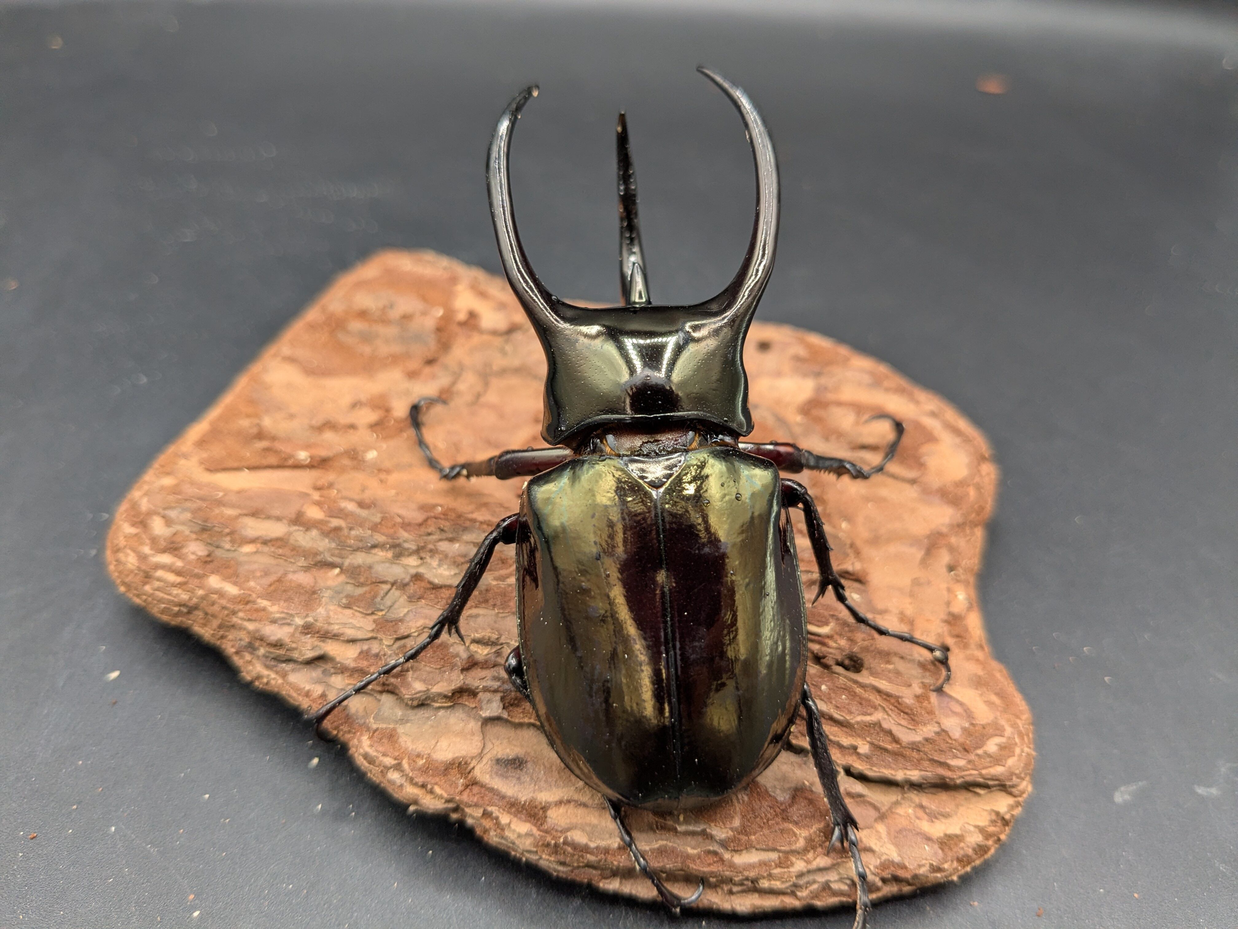 カブトムシ | クワガタムシ・カブトムシ専門ショップ CIEL