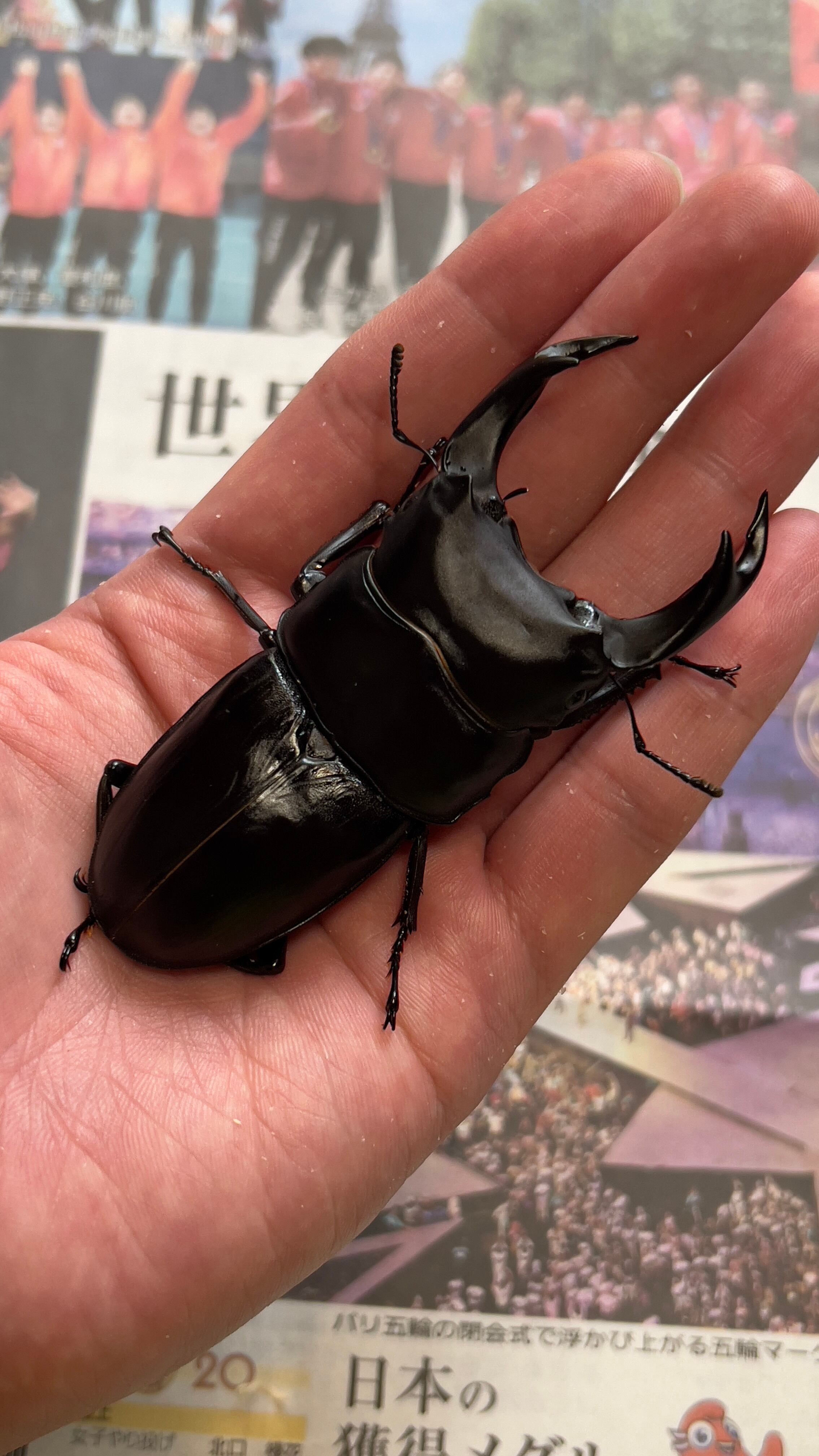 ペア オオクワガタ 大型血統♂82,4ミリ♀52,3ミリ 国産オオクワガタ 極 ペア オオクワガタ 大型血統♂82,4ミリ♀52,3ミリ 国産オオクワガタ 極