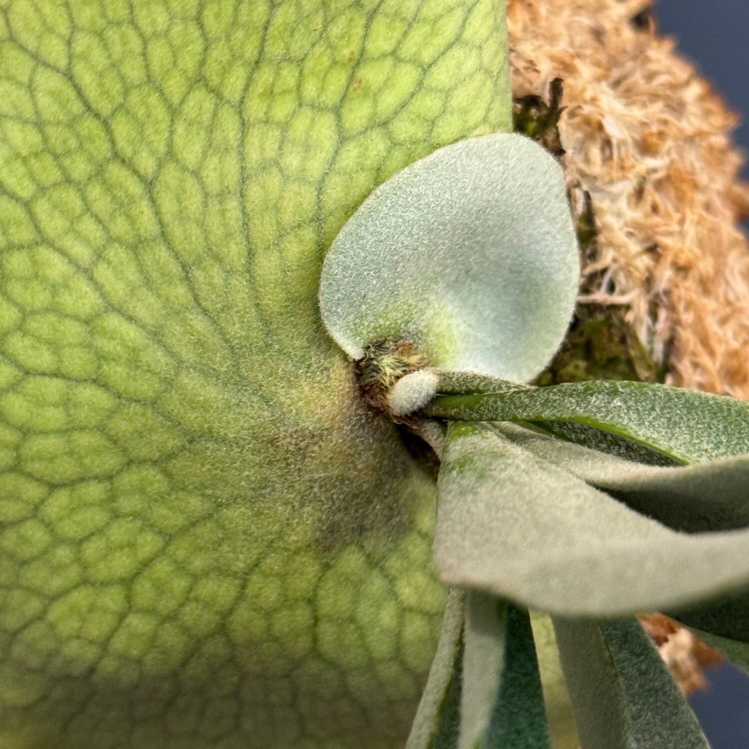 ビカクシダ Platycerium veitchii 板付け【1084】 | PROTOLEAF プロト