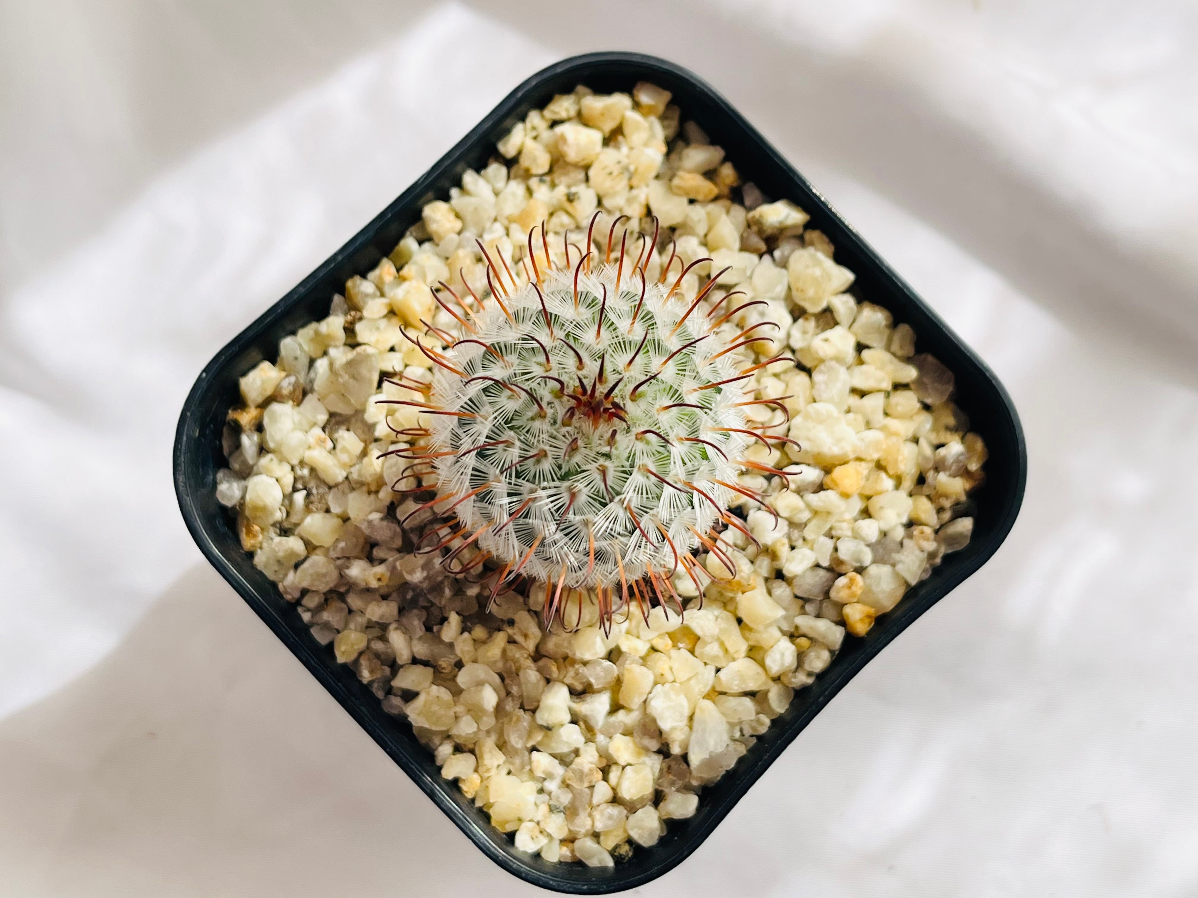 Mammillaria perezdelarosae マミラリア ペレスデラロサエ サボテン