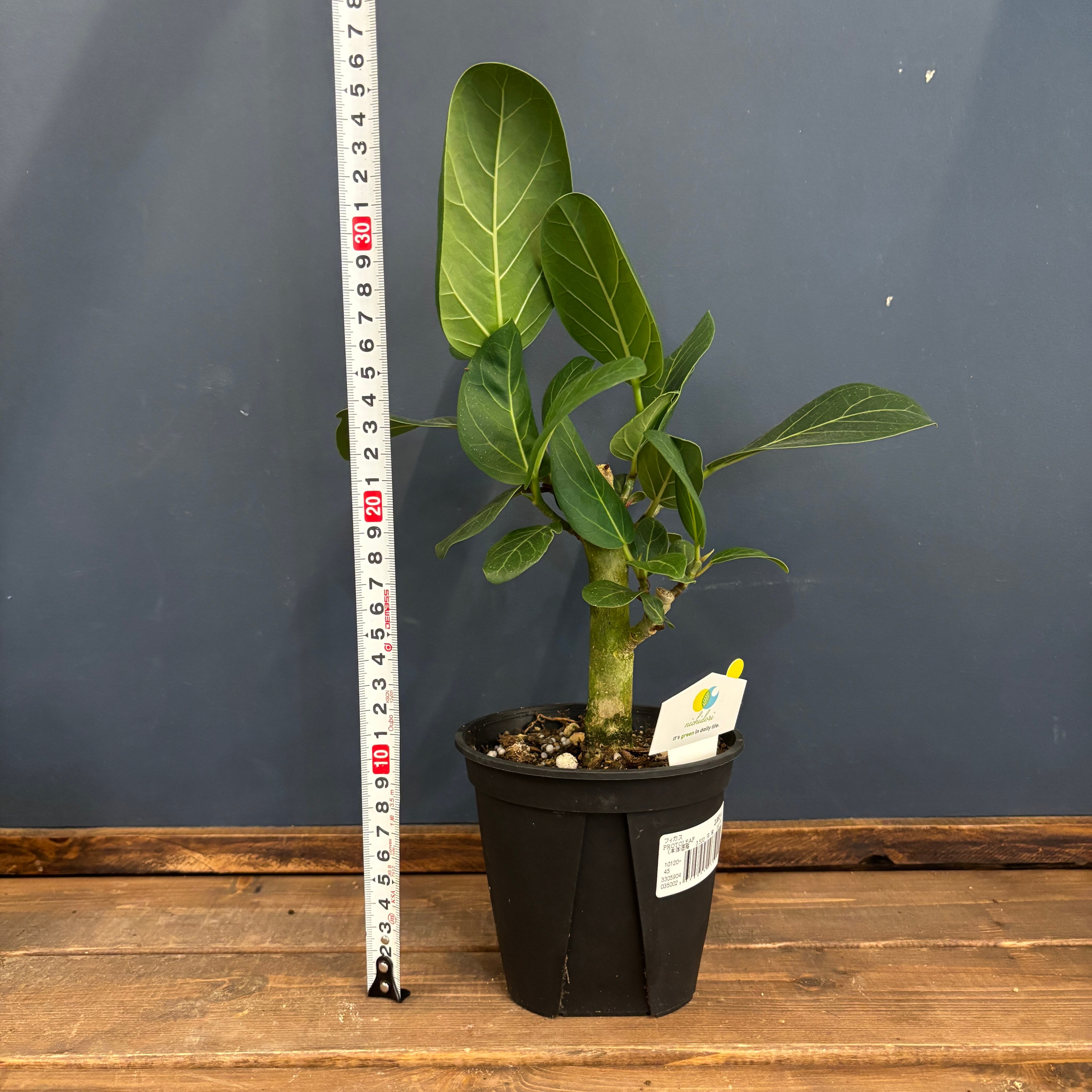 鳳華フィカス 希少 レア オンリーONE ベンガレンシス 鳳華フィカス 希少 レア オンリーONE ベンガレンシス - メルカリ