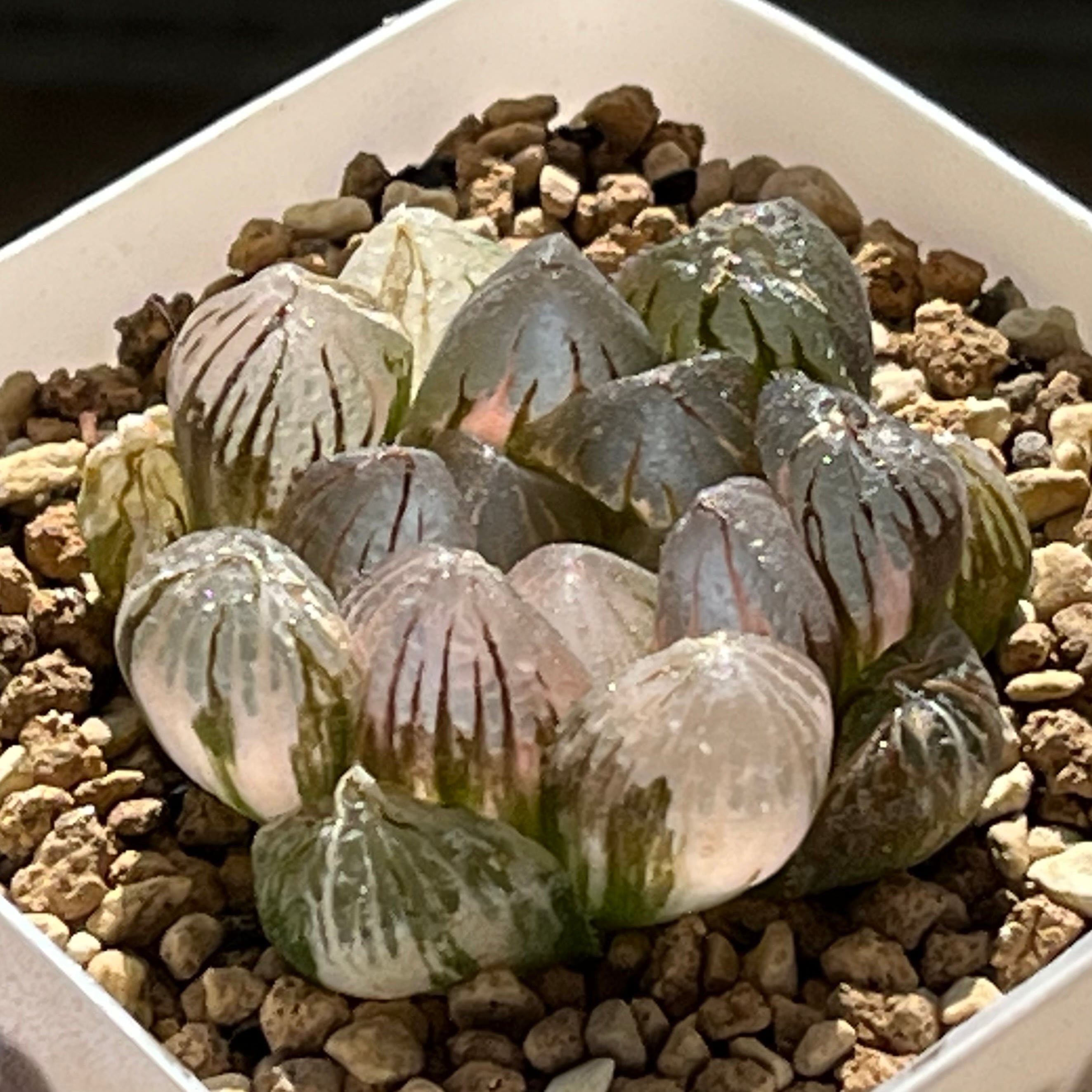 オブツーサ系 | mocono_plants