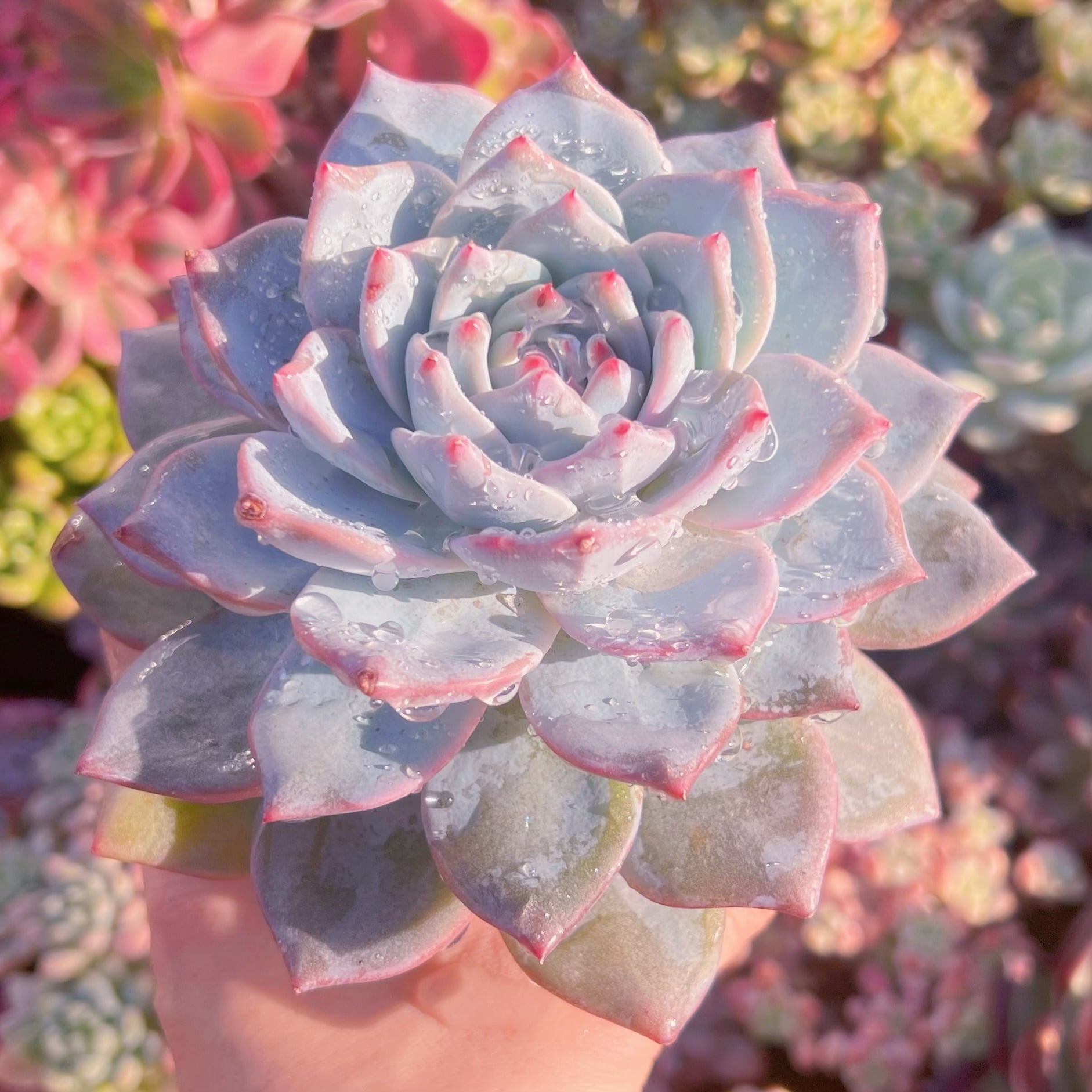 多肉植物　Blue Bird(大)　新入荷　るる農園