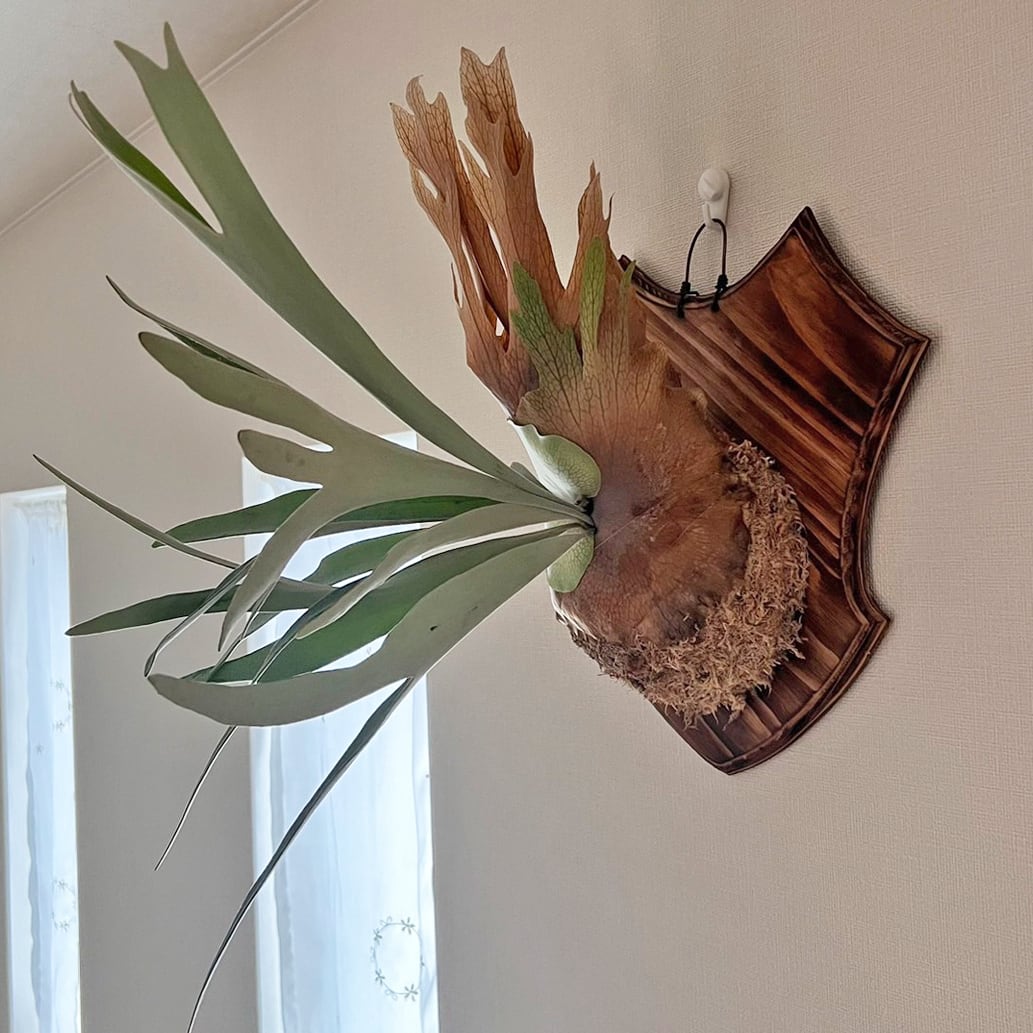ビカクシダ ベイチー 板付 【観葉植物 壁掛け コウモリラン ビカクシダ ベイチー 板付 【観葉植物 壁掛け コウモリラン