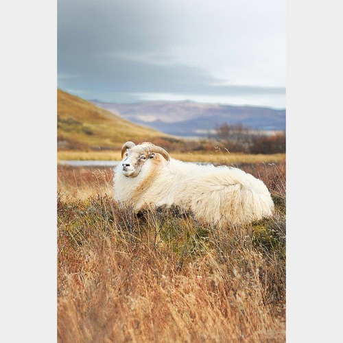 No.73-サイズM『Icelandic Sheep #1』