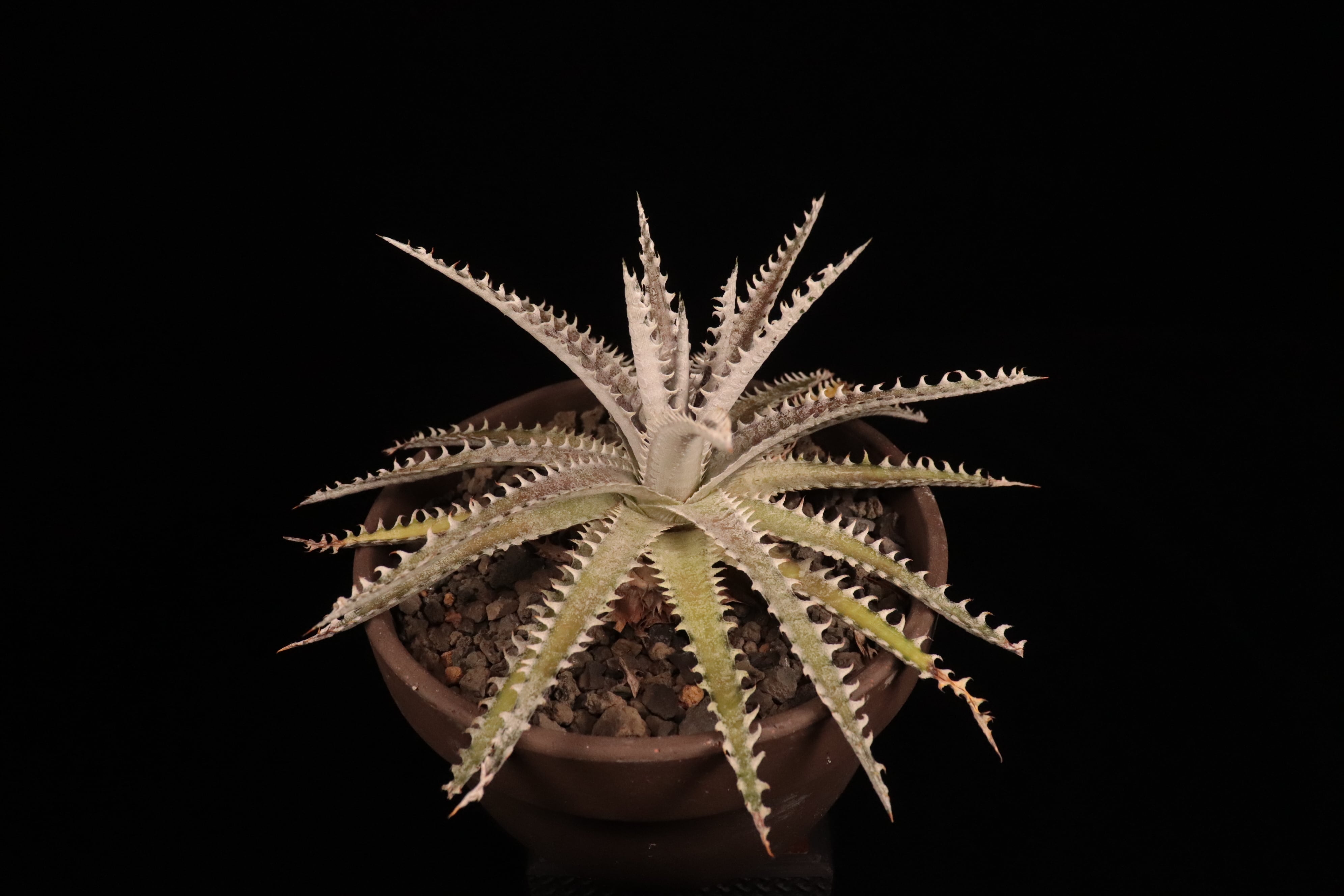 送料無料】 'Bill Paylen'〔ディッキア〕現品発送D0090 | plane plants