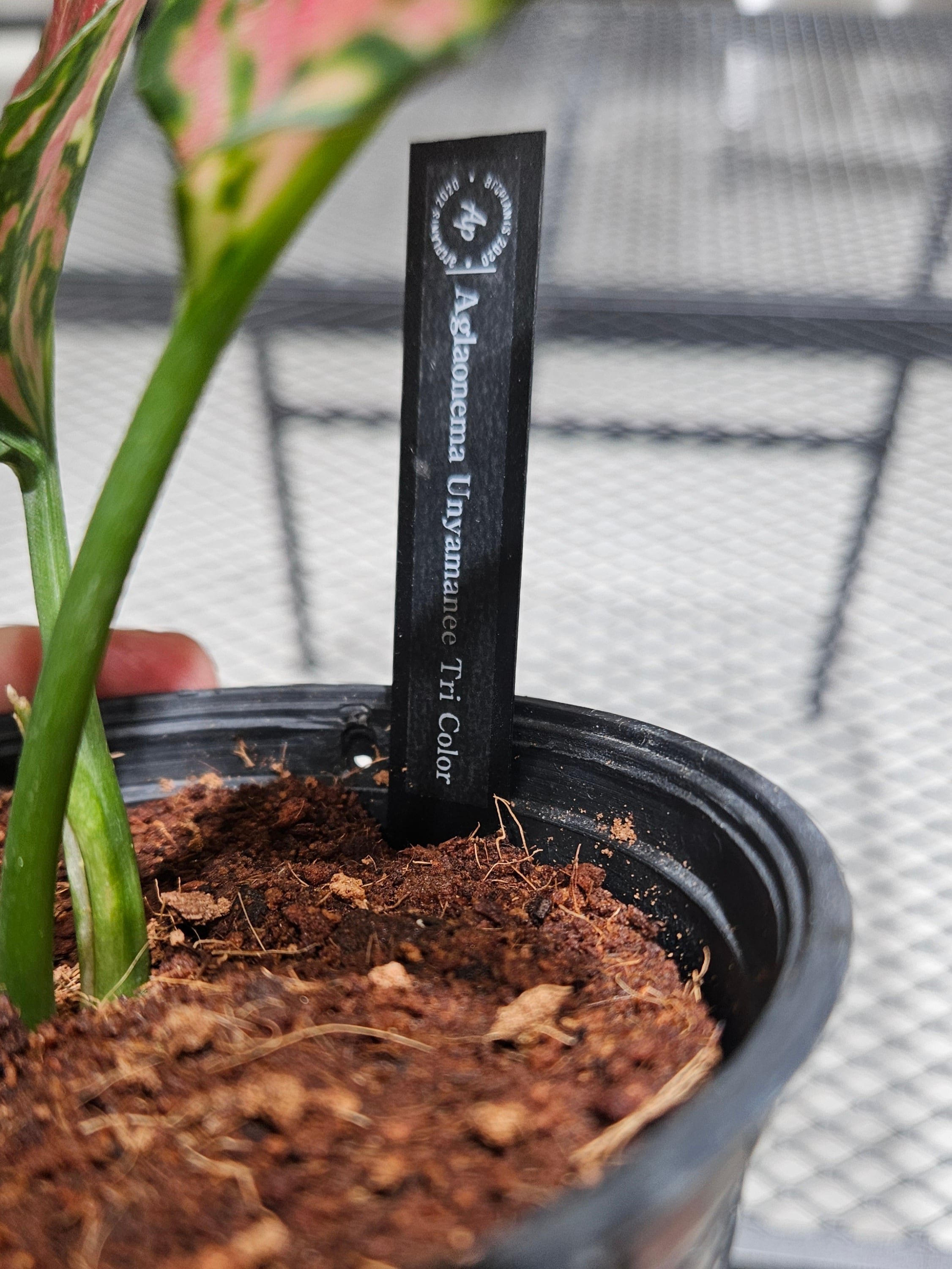 Aglaonema pictum tricolor(アグラオネマ ピクタム トリカラー  