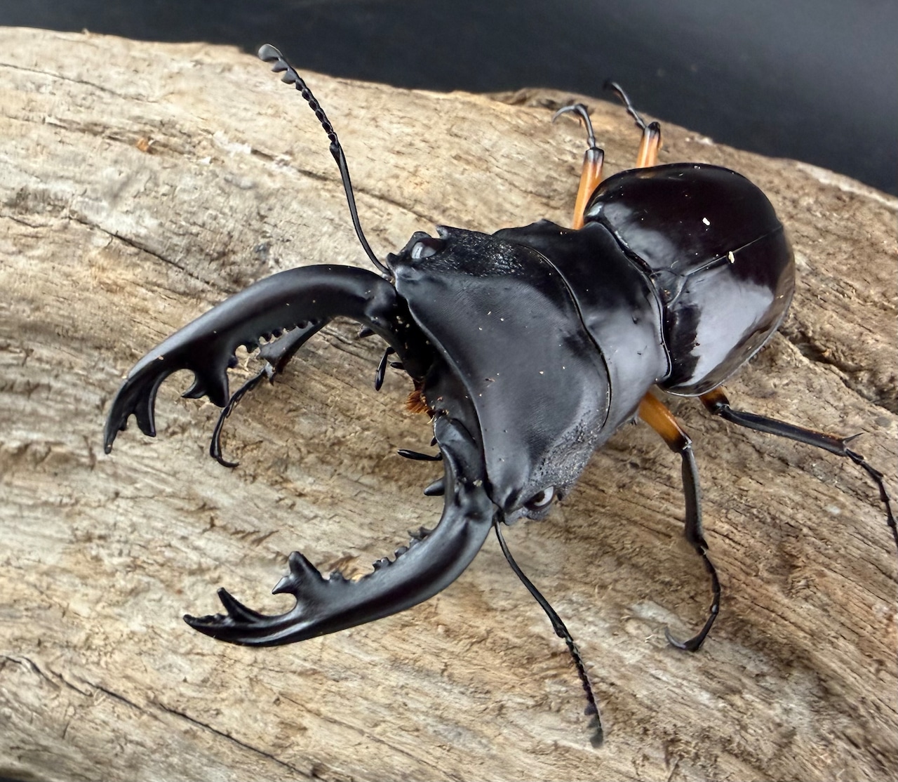 【WD】《インペリアリスツヤ亜種komorii バタラザ産 66mm ペア》