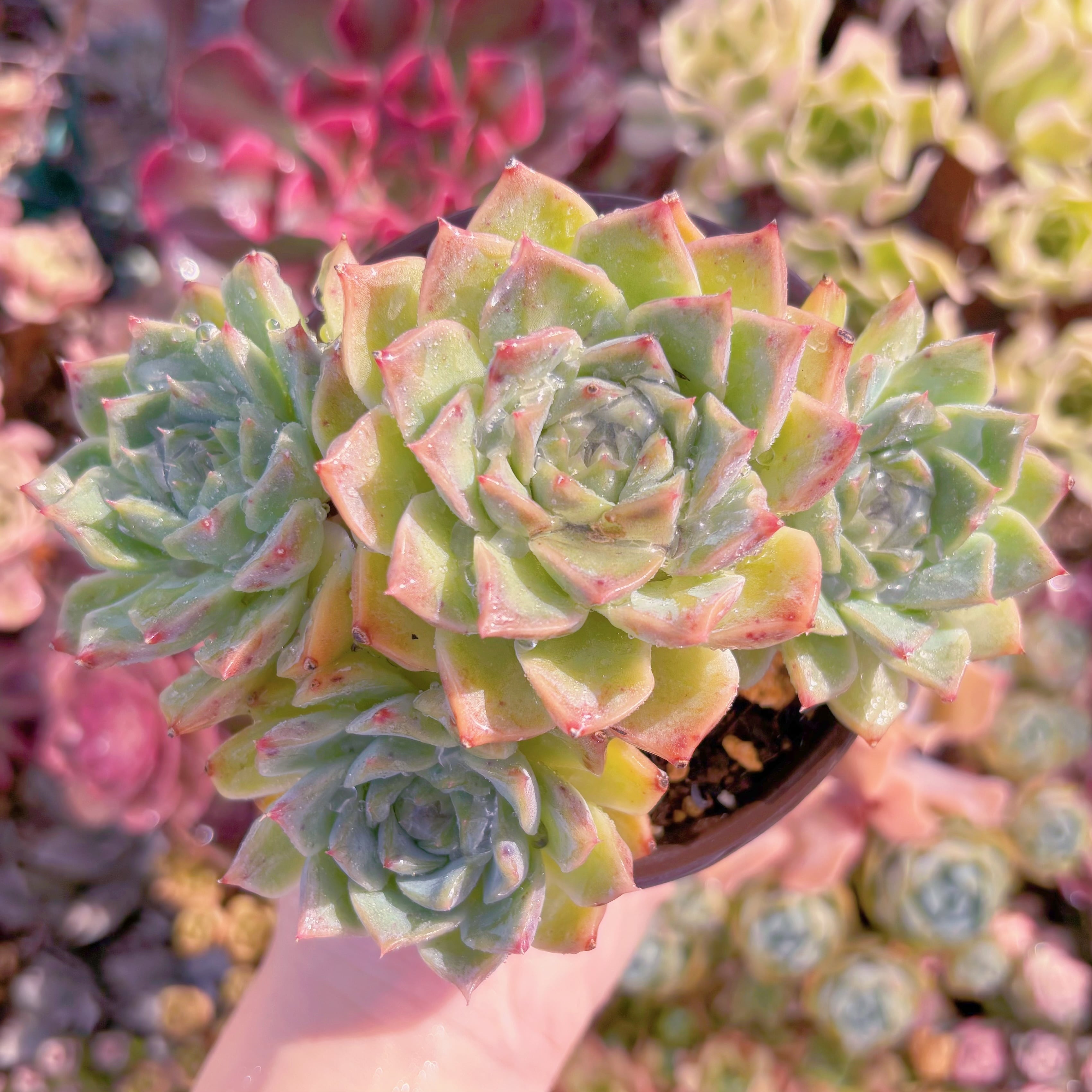 現品　ヘレナ#052　大苗　るる農園