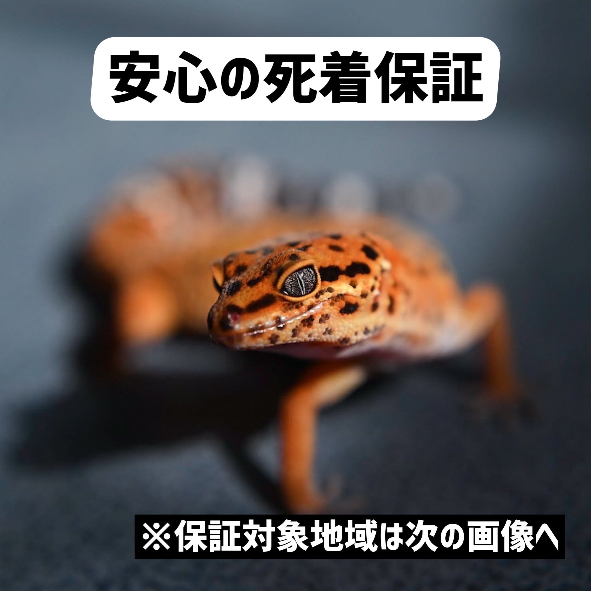 デュビア S 1000匹 デュビアの通販：成虫・M・S・SSサイズ販売 