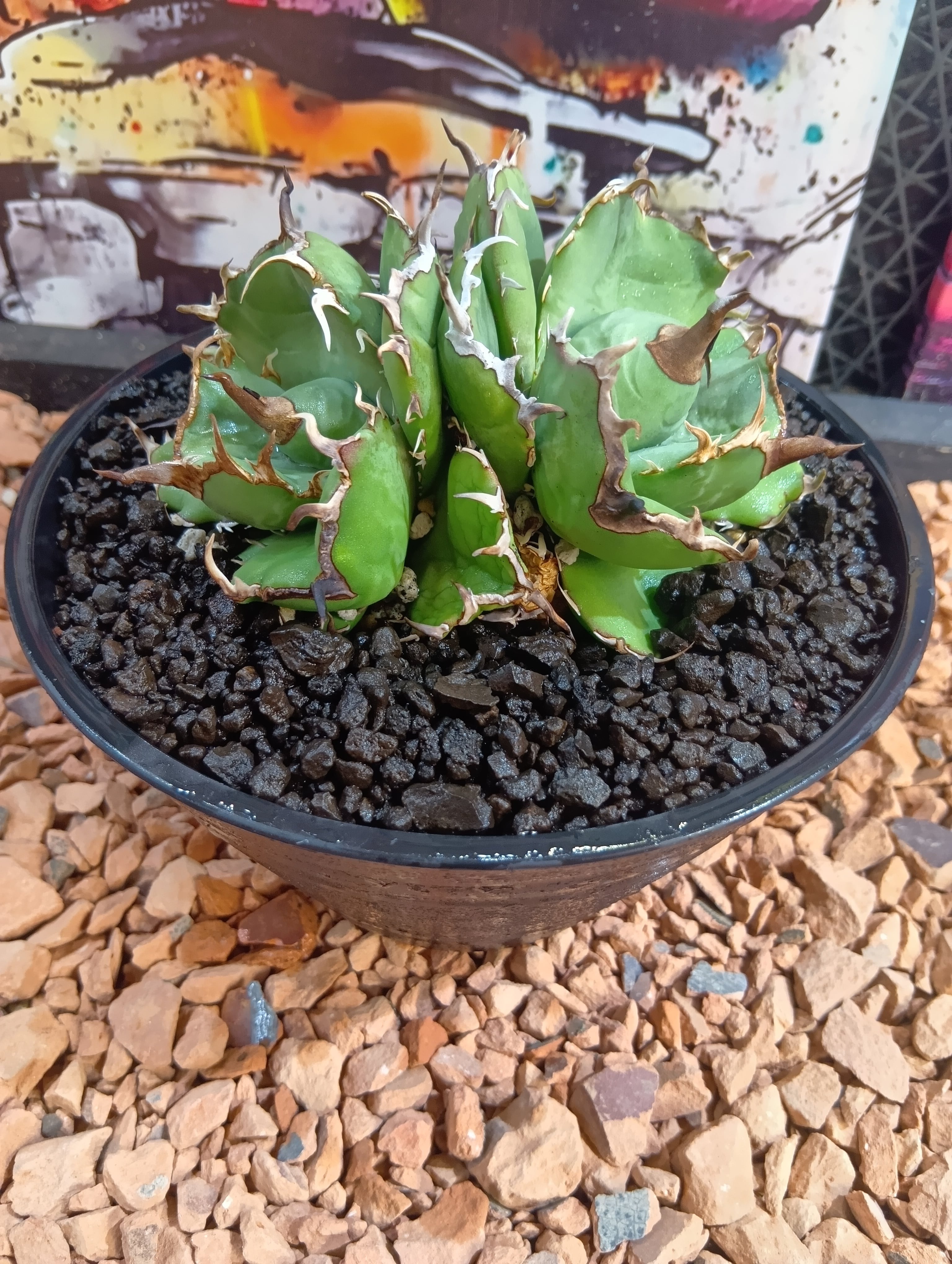 Agave titanota 双頭 No name | Buenaplant