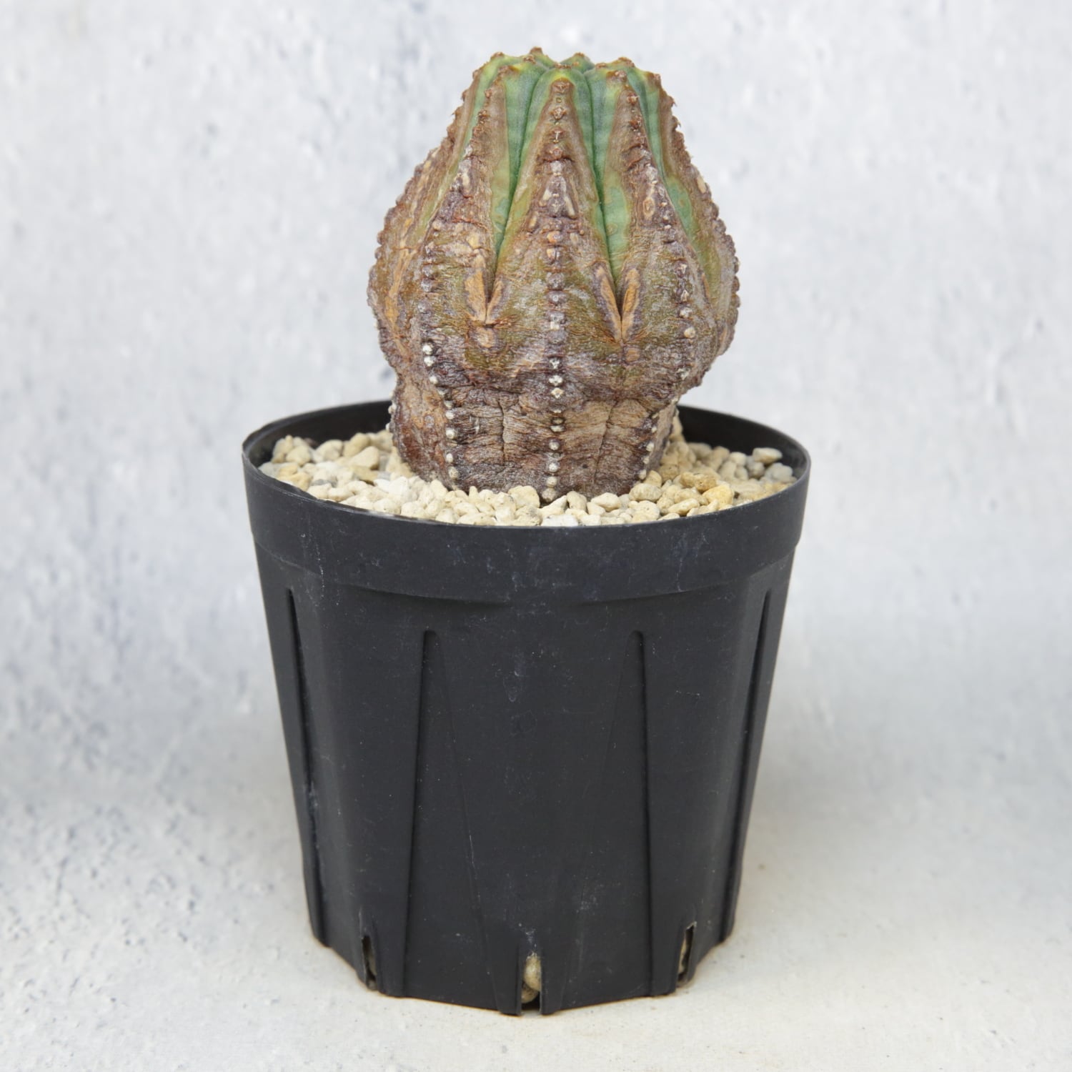 超木質化 ラギット オベサ / ユーフォルビア | LIGHTHOUSE.PLANTS