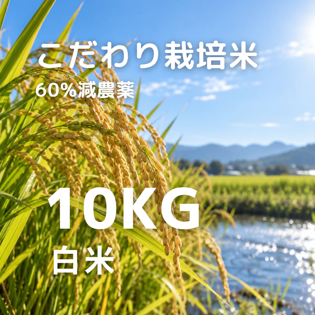 R8年産 冷めても美味しい こだわり栽培米 白米 10kg