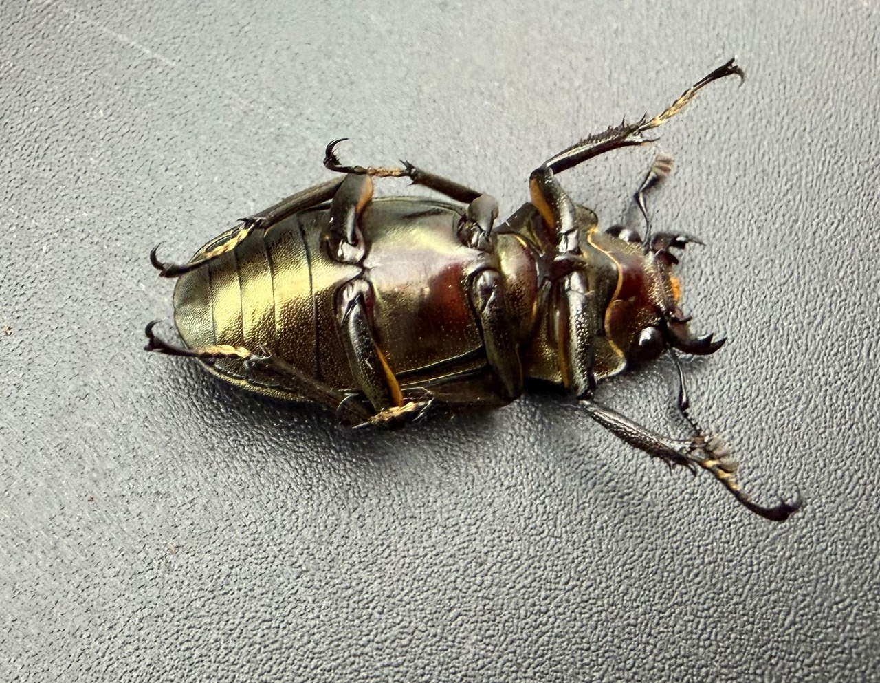 《メタリフェルホソアカ亜種サンギレンシス 68.5mm ペア》
