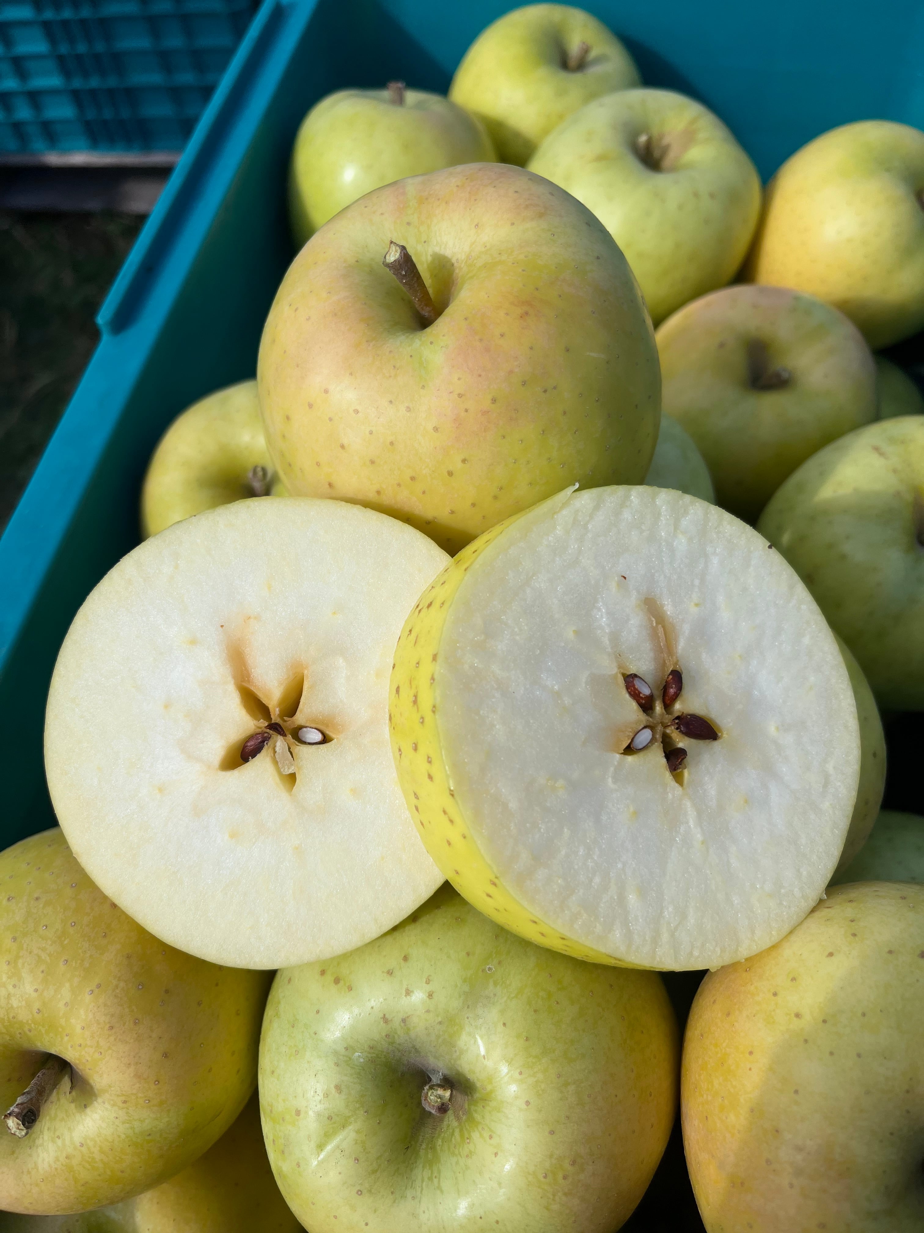 青りんご王林家庭用　3㎏