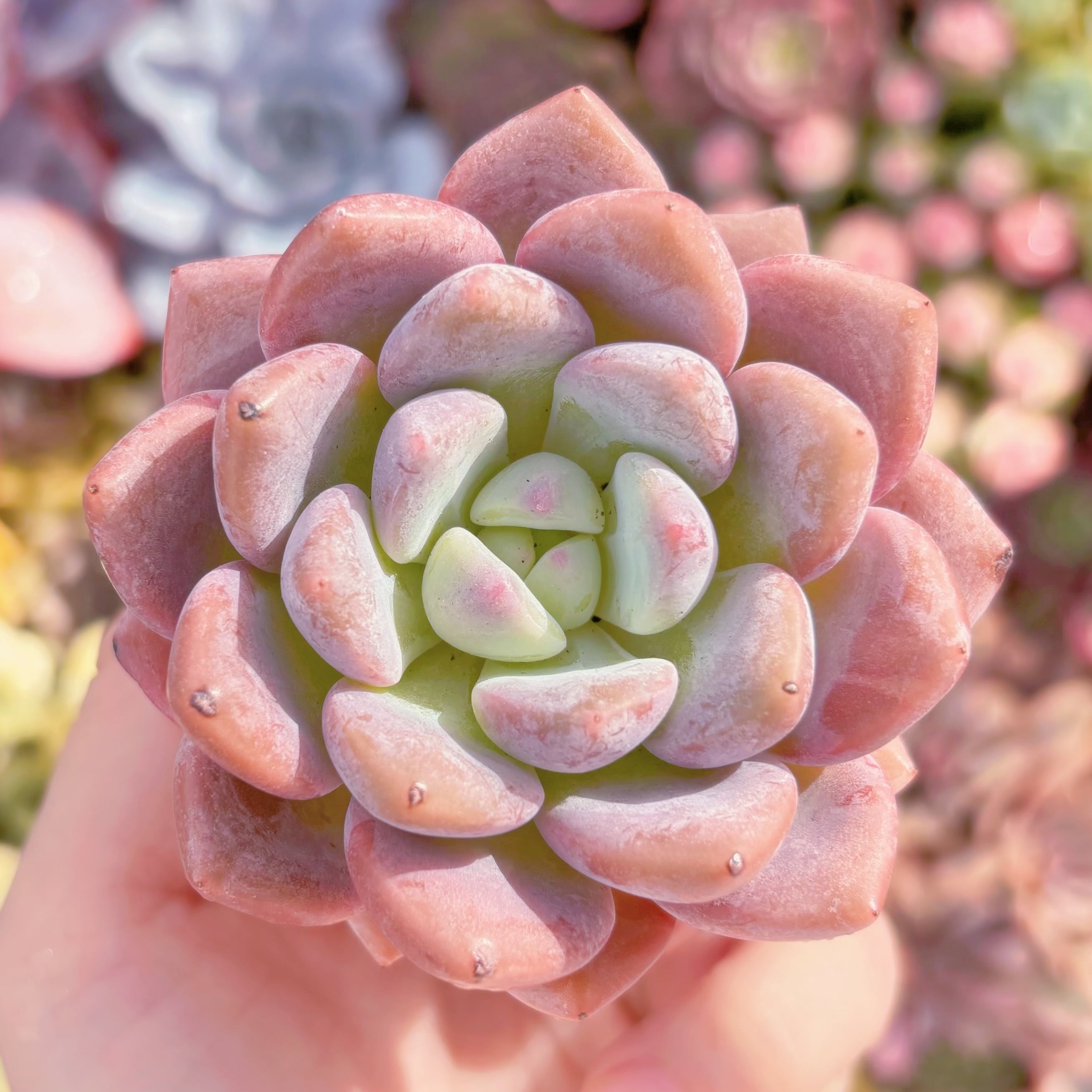 多肉植物　蜜糖　新入荷　るる農園