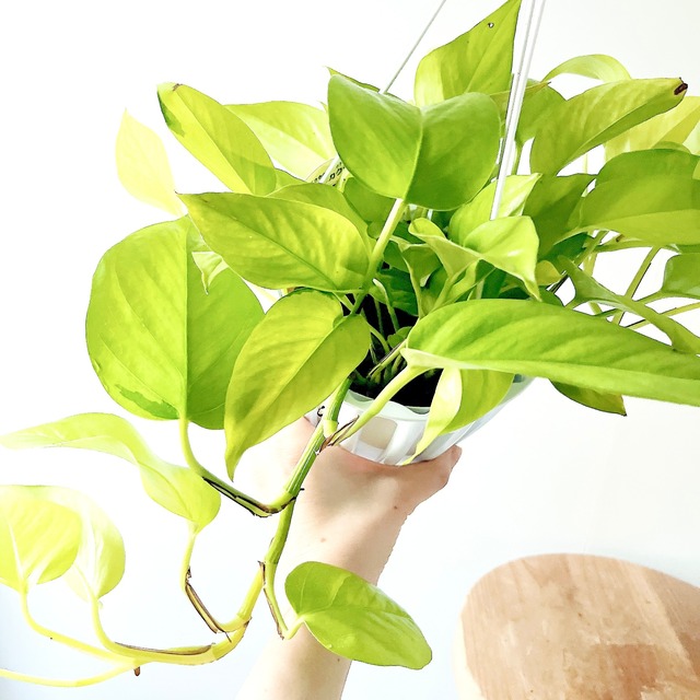 ポトス テルノワカクサ ジュエリーのような輝き 観葉植物 calm cafe
