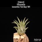 【送料無料】ionantha 'Fat Boy' RFI〔エアプランツ〕現品発送T5511