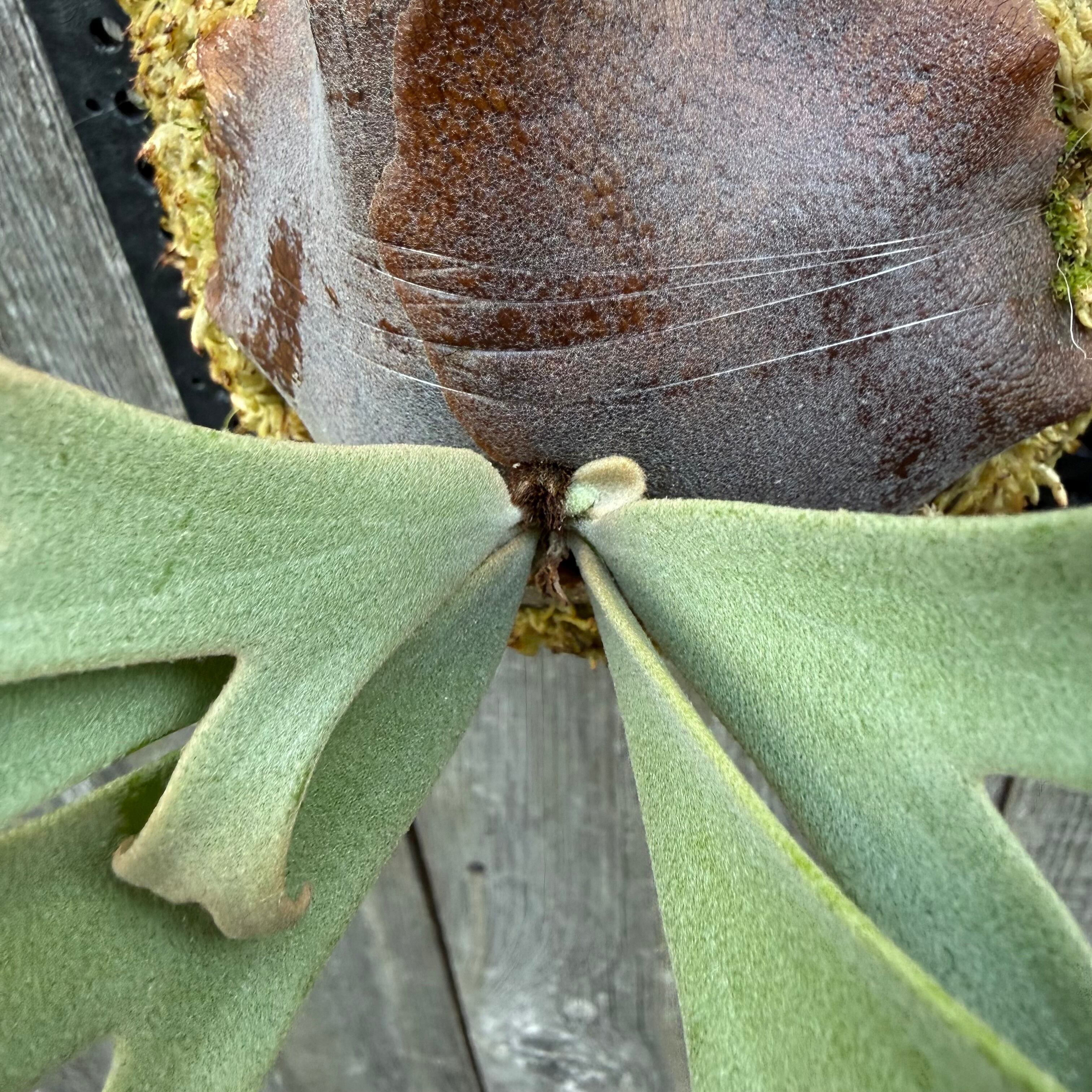 P. willinckii Jenny #1 (pup) | naturefix