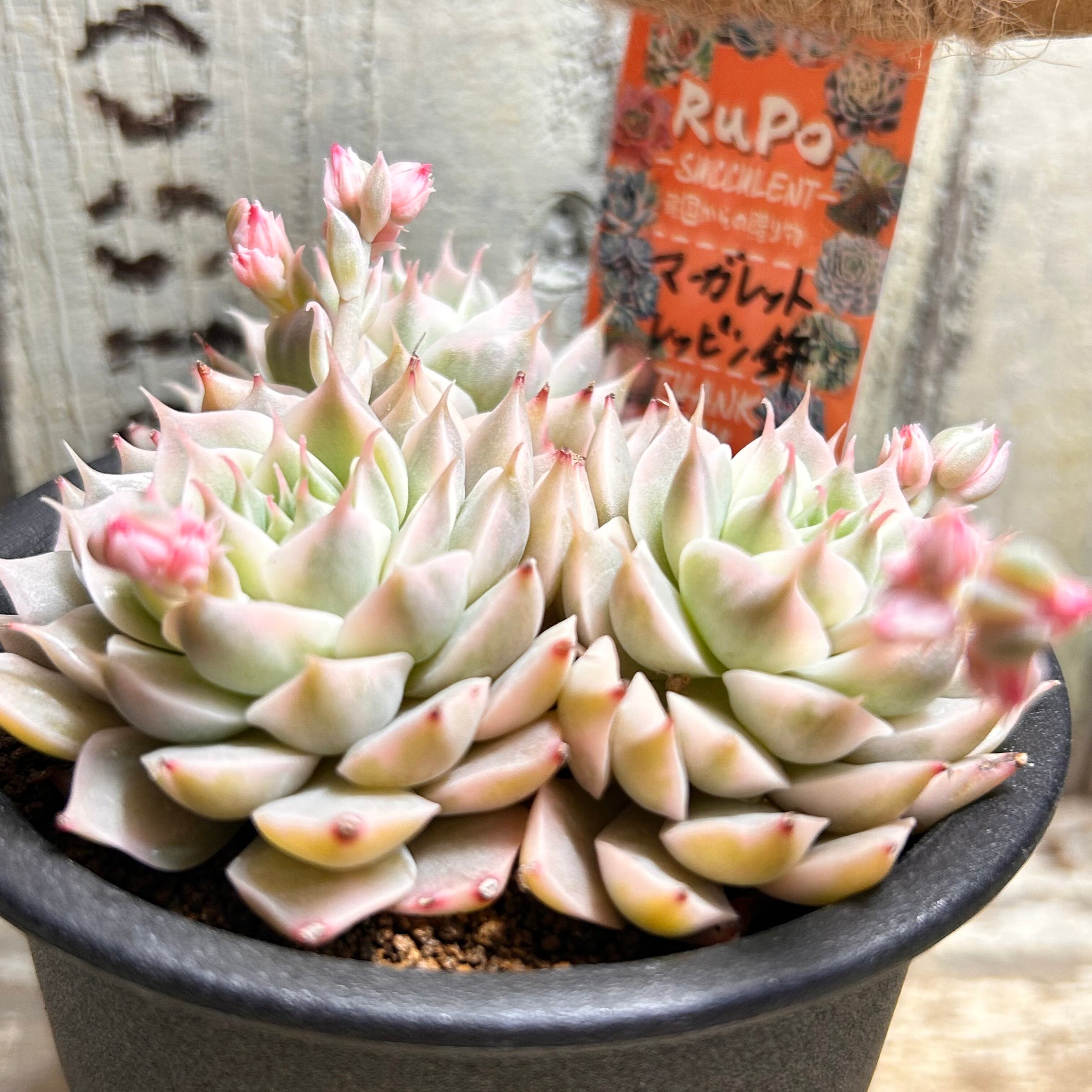 専用！多肉植物^o^ 希少❣️葉挿し赤ちゃんマーガレットレッピン錦 マーガレットレッピン錦 | RuPo 多肉植物専門店