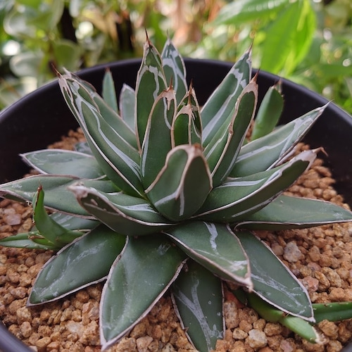 アガベ 笹の雪 6 Agave victoriae reginae 子株4付