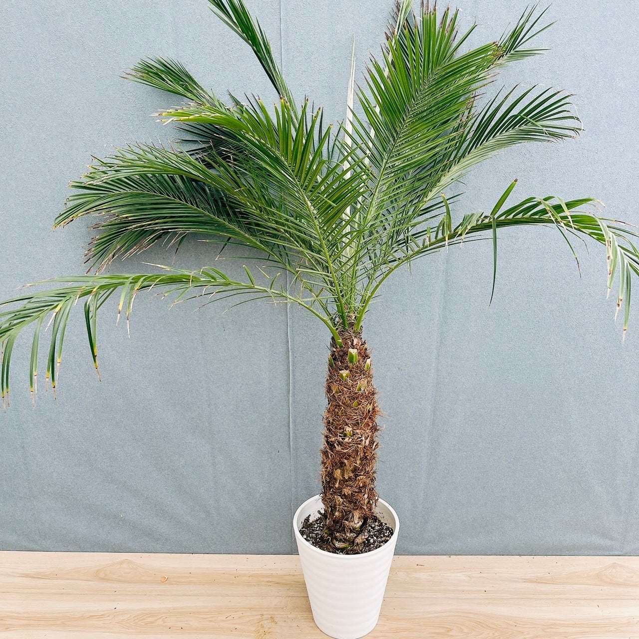 ［現品］33番　ソテツ　8号　観葉植物　大型　屋外　綺麗　幹太　蘇轍　おしゃれ 現品］33番 ソテツ 8号 観葉植物 大型 屋外 綺麗 幹太 蘇轍 | PF green