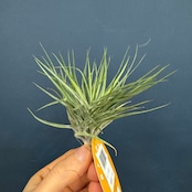 チランジア コットンキャンディ コンパクト【180】