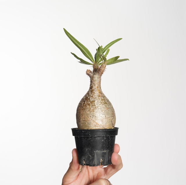 パキポディウム グラキリス no.17〈発根済み〉