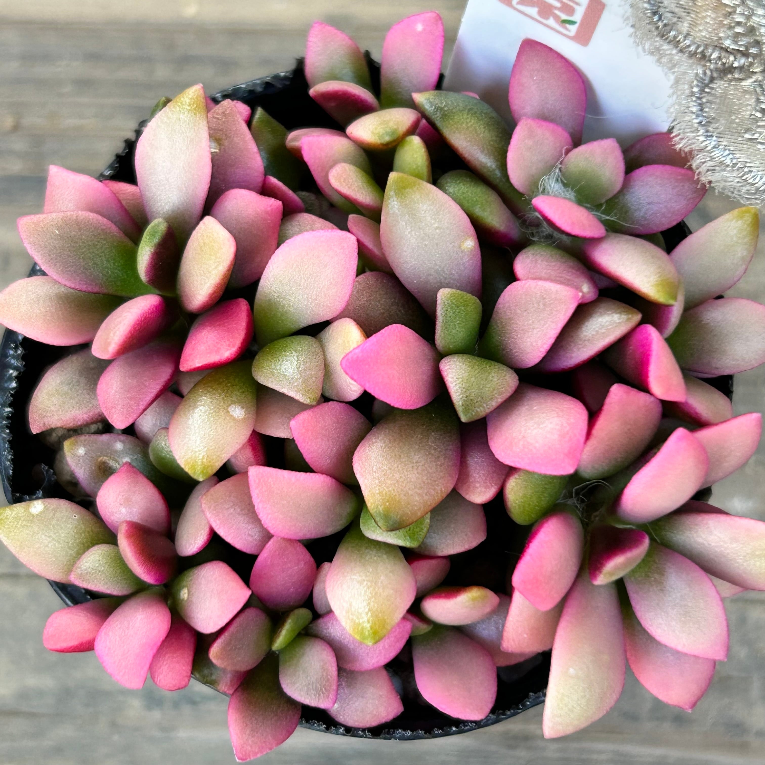 桜吹雪(^^)多肉植物　正規品♡桜吹雪入荷しました！！ 赤ちゃん桜吹雪♡多肉植物♡紅葉♡可愛い アートフラワー パリジェンヌ