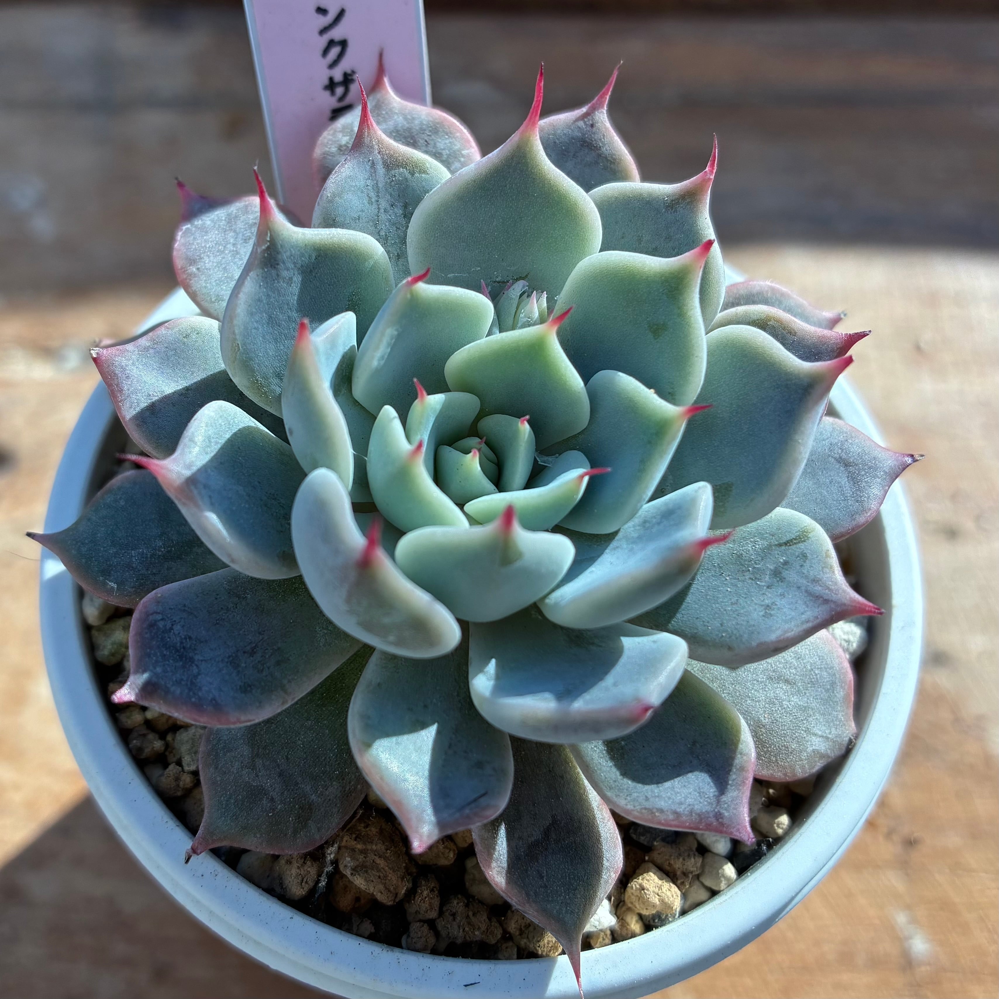 ハオルチア ピグマエアミュータント錦 | mocono_plants