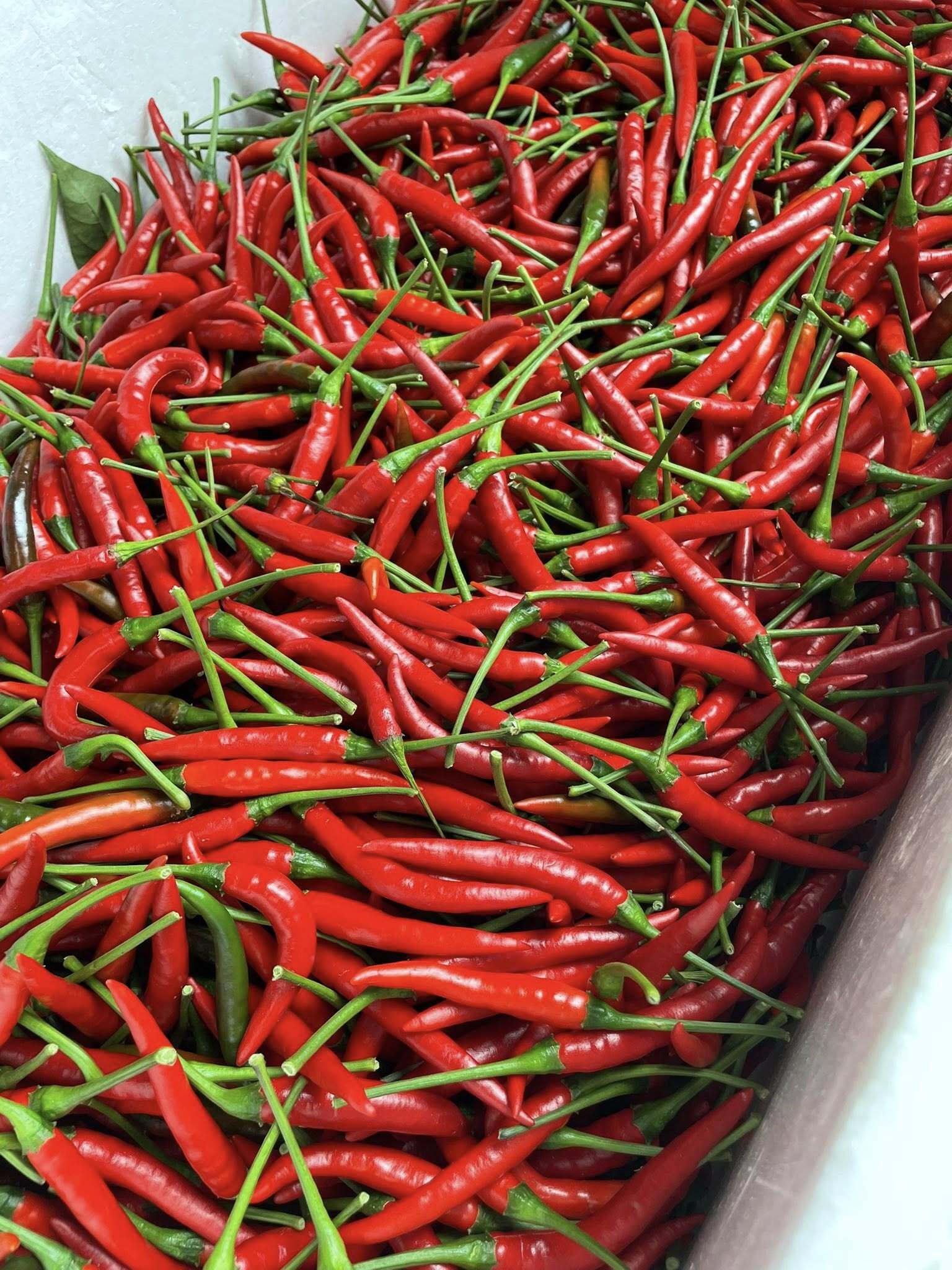 激辛青唐辛子❗ 10kg 農薬を使わない農家直送 青唐辛子 ホットパラソルex