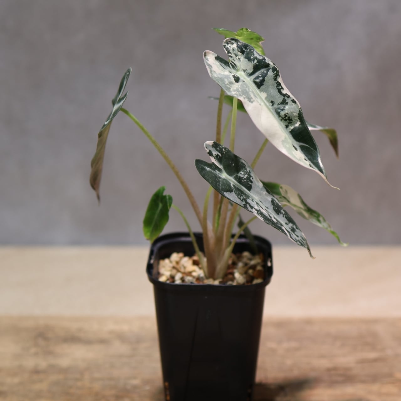 アロカシア バンビーノ スーパーピンク　Alocasia bambino 鉢付き 厳選株】アロカシア バンビーノ ピンク/ Alocasia bambino Pink│観葉