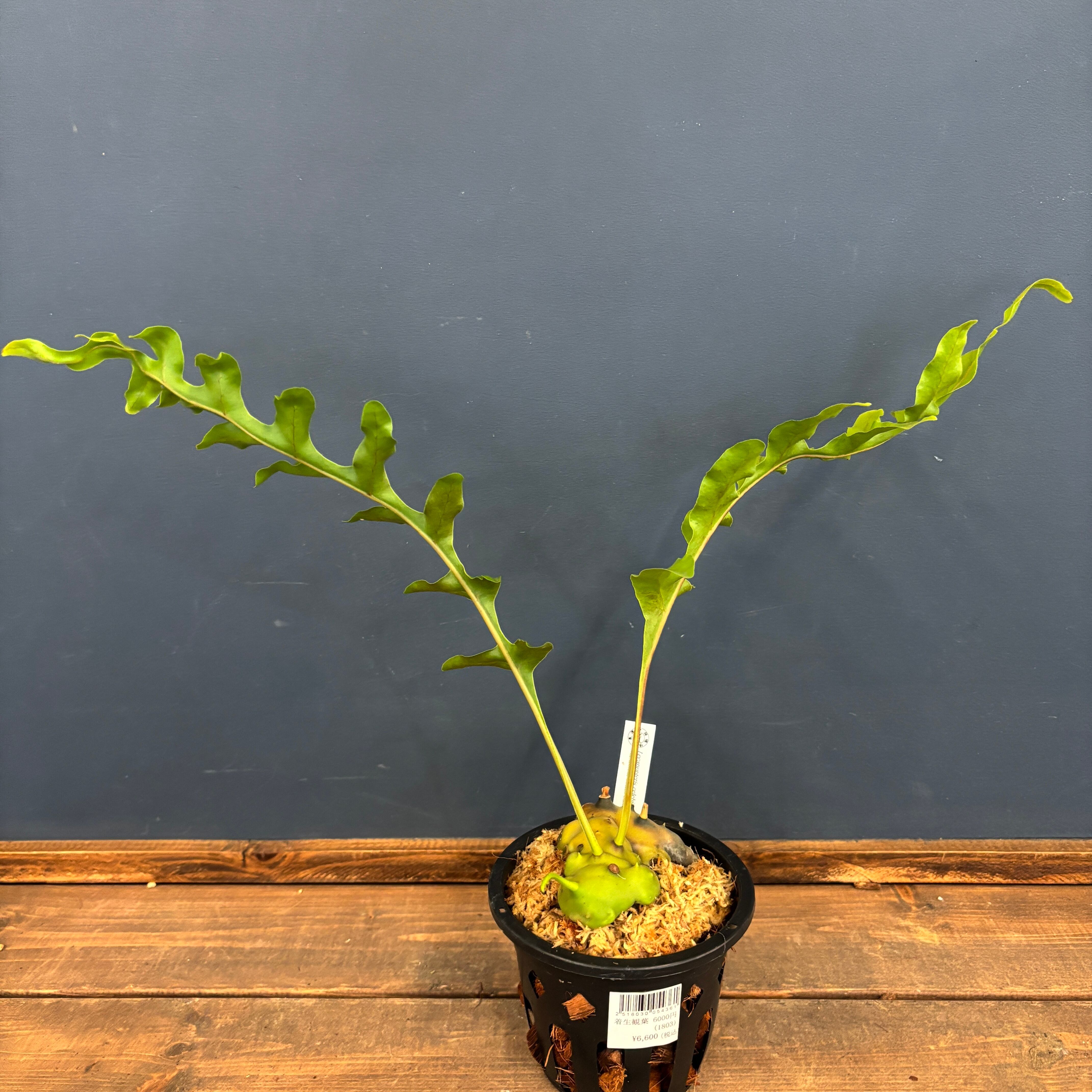 レカノプテリス celebica【209】