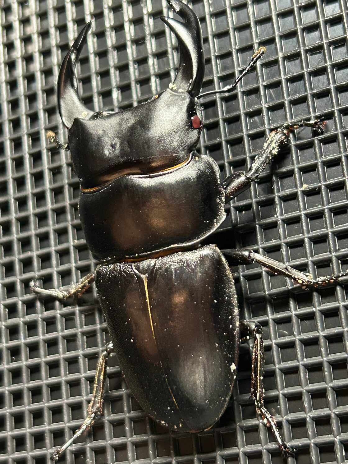 オオクワガタ(阿古谷産） – INSECT SHOP KMY 【84mm】国産オオクワガタ 