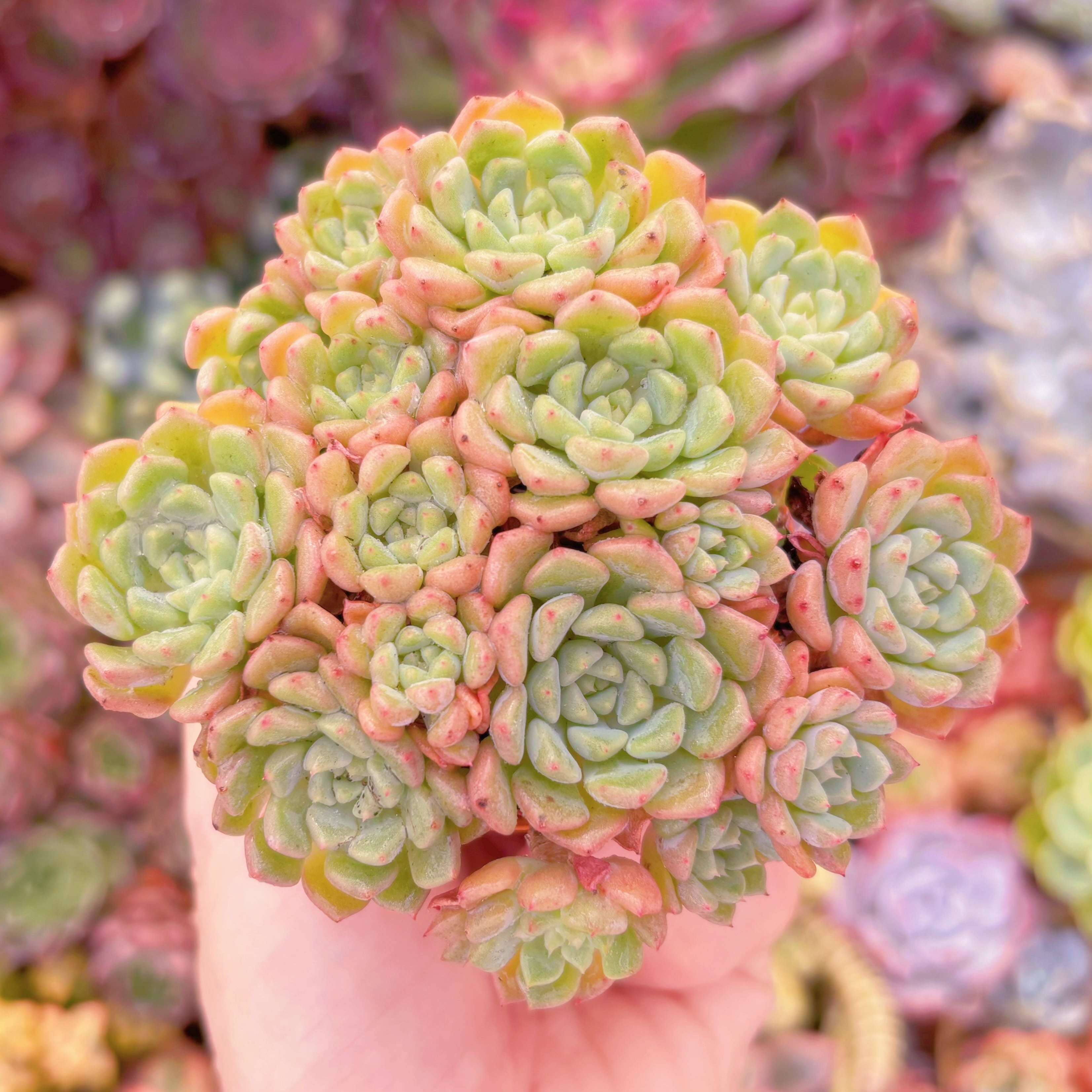 多肉植物　ピンクバブル(中)　群生　新入荷　るる農園