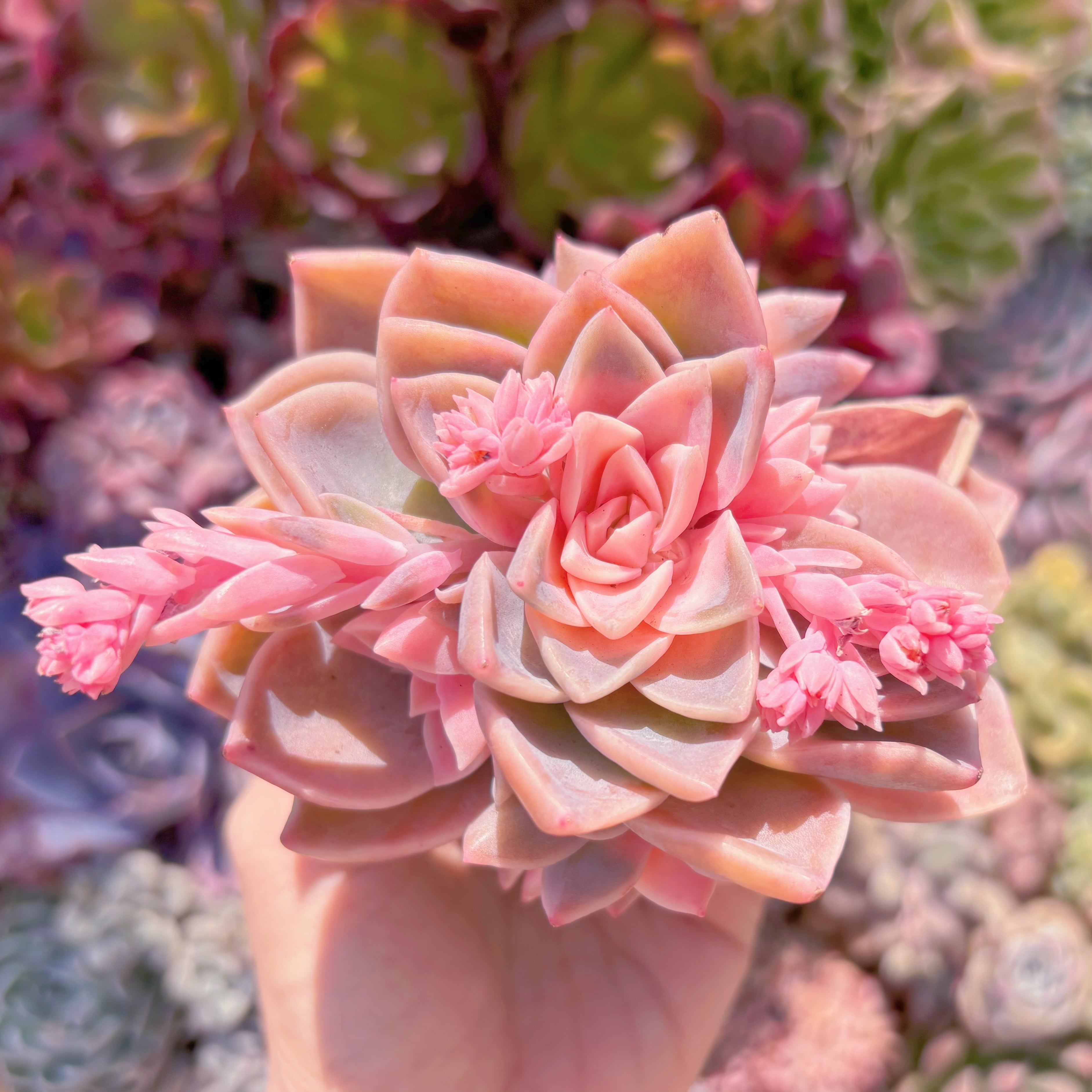 現品　ラブリーローズx白牡丹錦#610　群生　るる農園