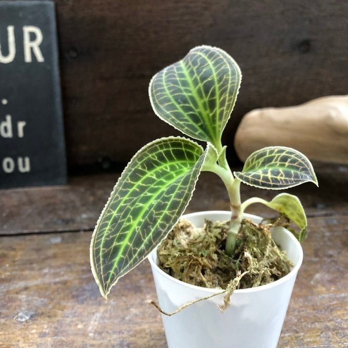 ジュエルオーキッド マコデス サンデリアナ サンデリアーナ】 宝石蘭 ジュエルオーキッド マコデス | 植物の店ベリー