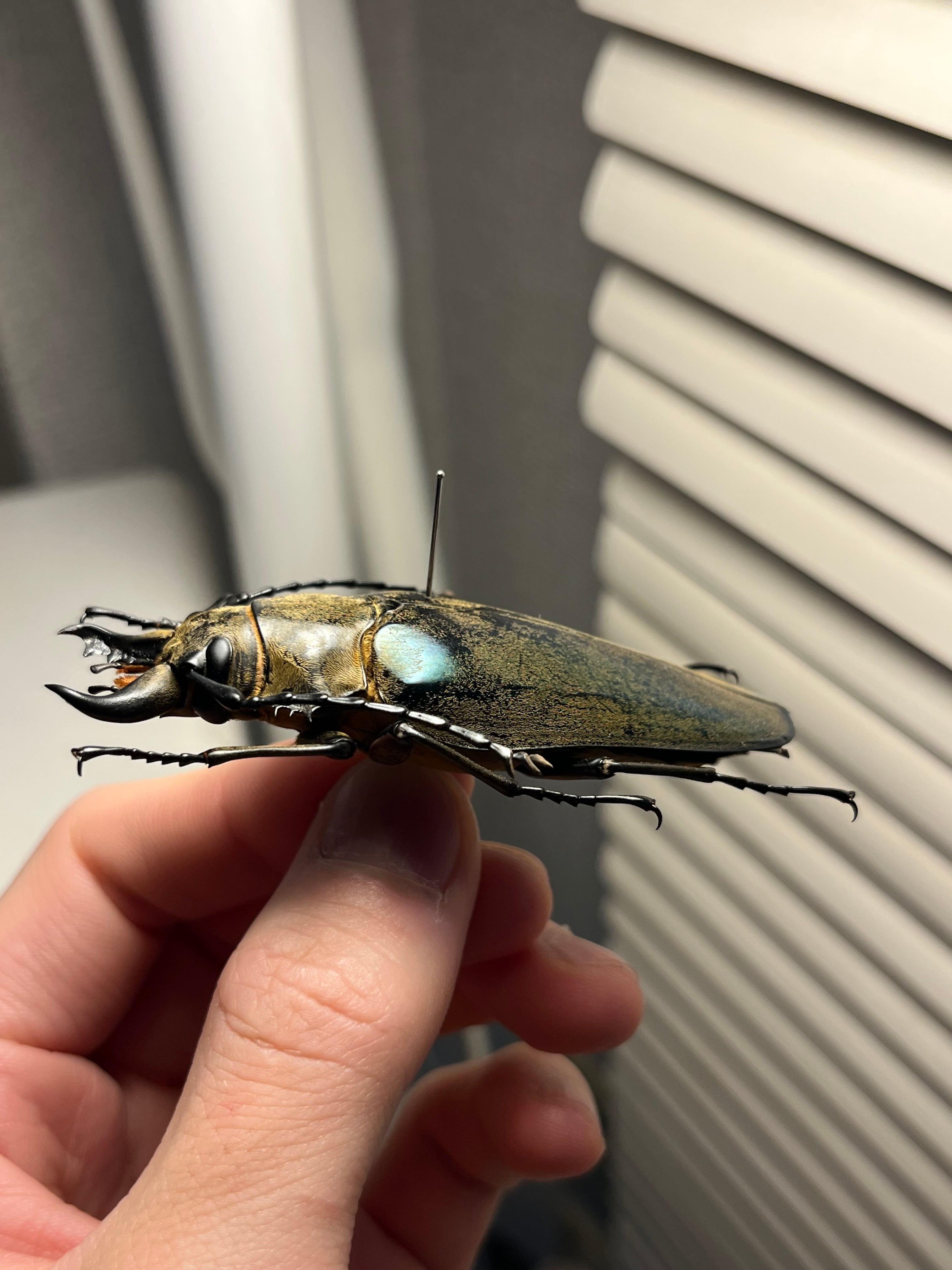 76mm】タテヅノクワガタモドキ カミキリムシ ウスバカミキリ 昆虫標本