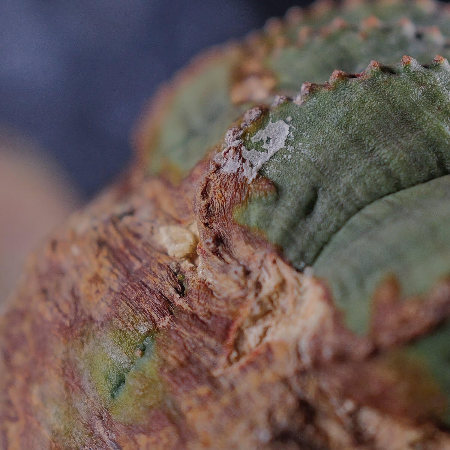 オス株【超厳選株】超大株 最大幅 約14.3cm ダブルヘッド ラギット