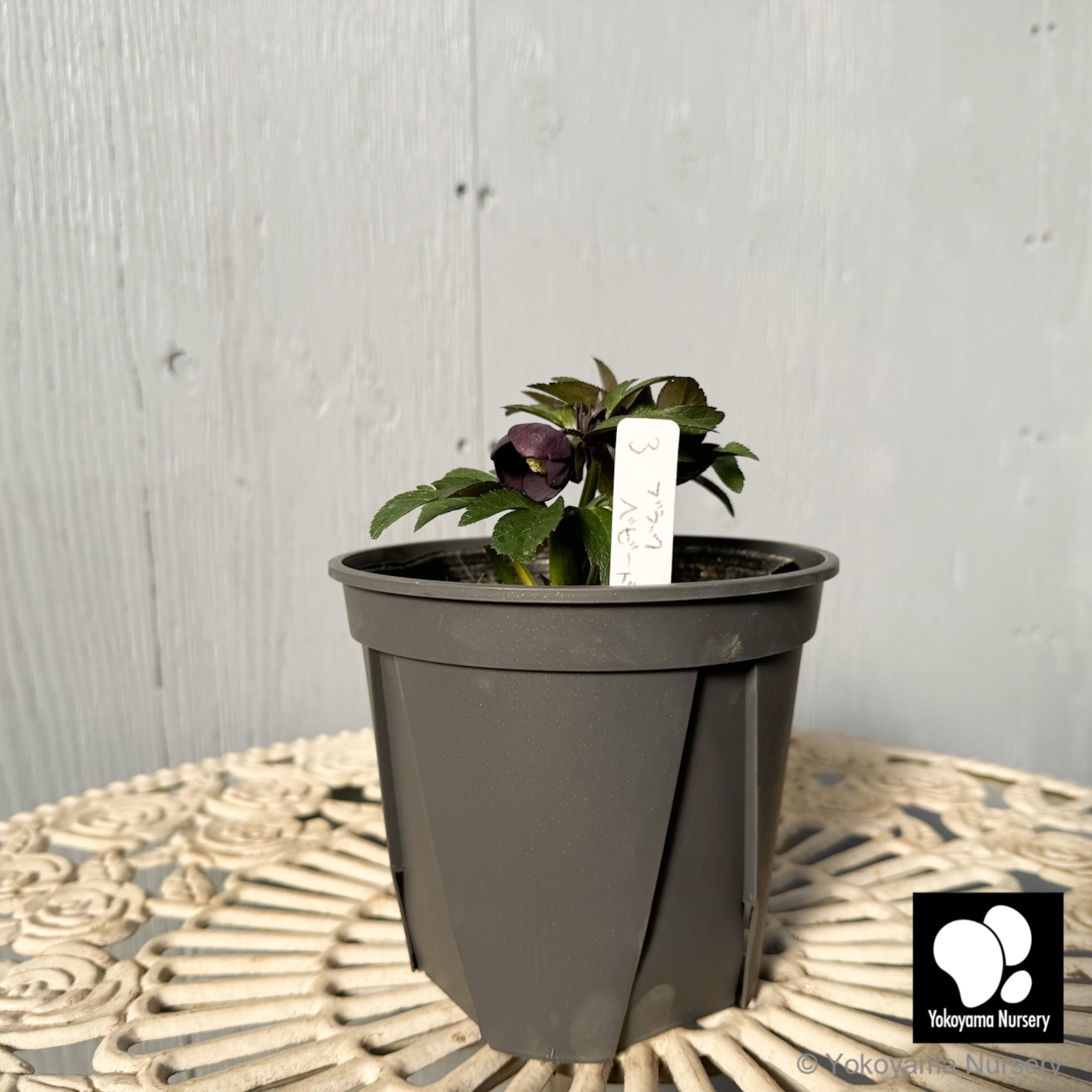 抽選販売】［3］ クリスマスローズ ベビードール ブラック 4.5号