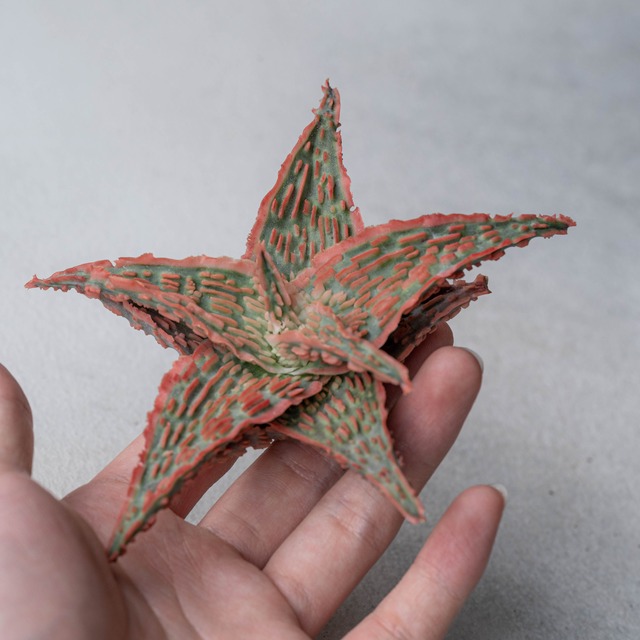 アロエ ハイブリッド -Aloe hybrid- No.23