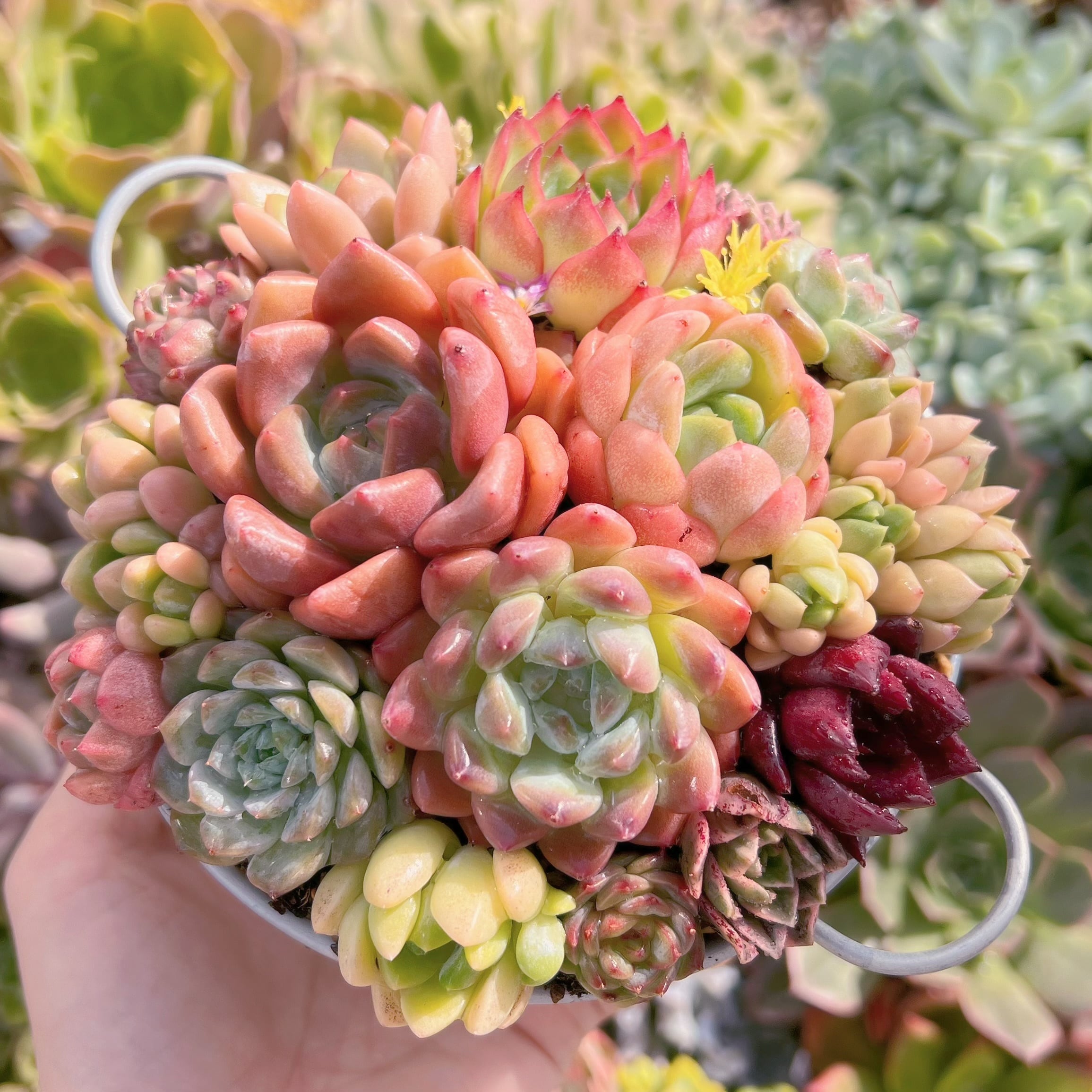 現物　寄せ植え鍋セット#685   るる農園