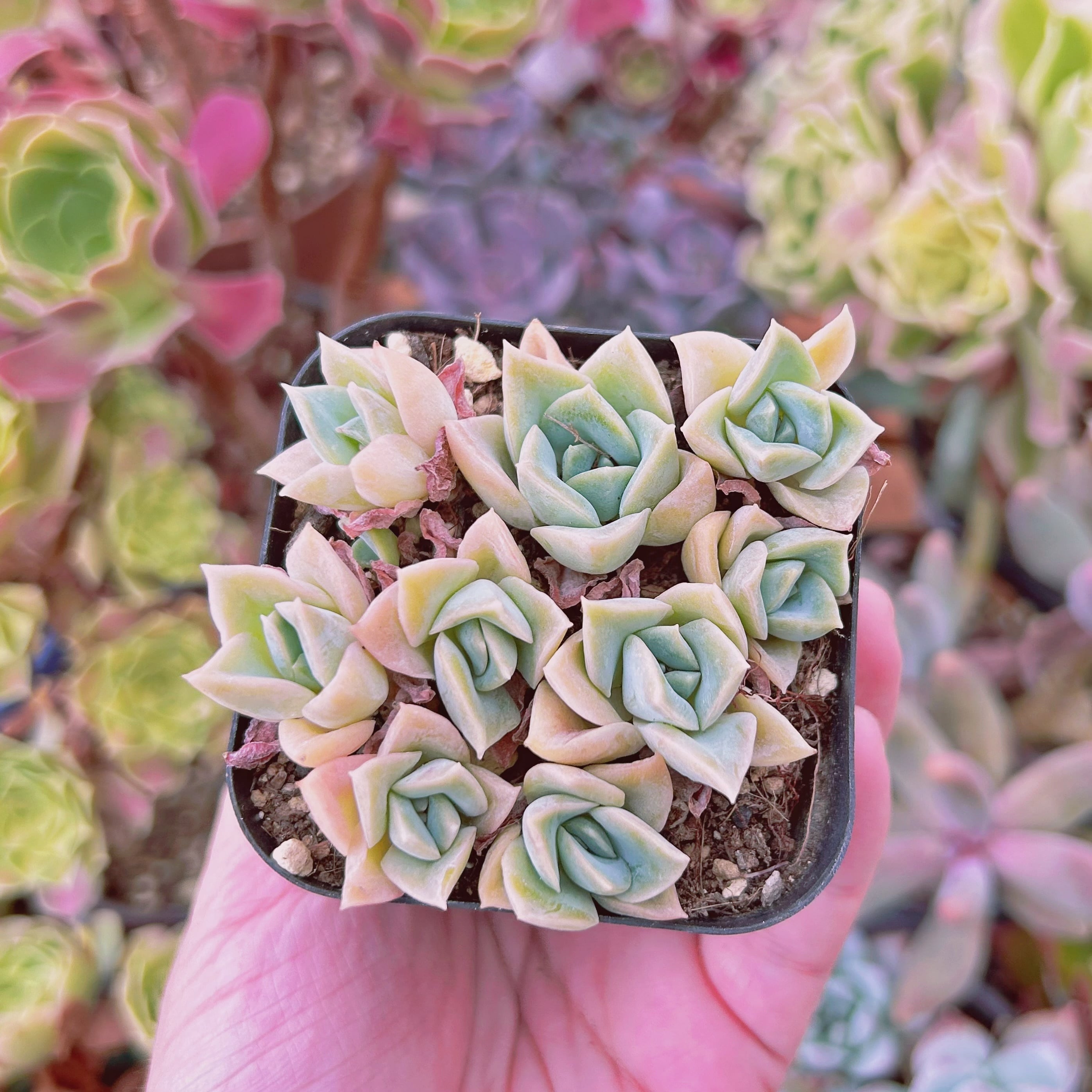 075現物 多肉植物 ラブリーローズx白牡丹 抜き苗 | るる農園~多肉植物専門