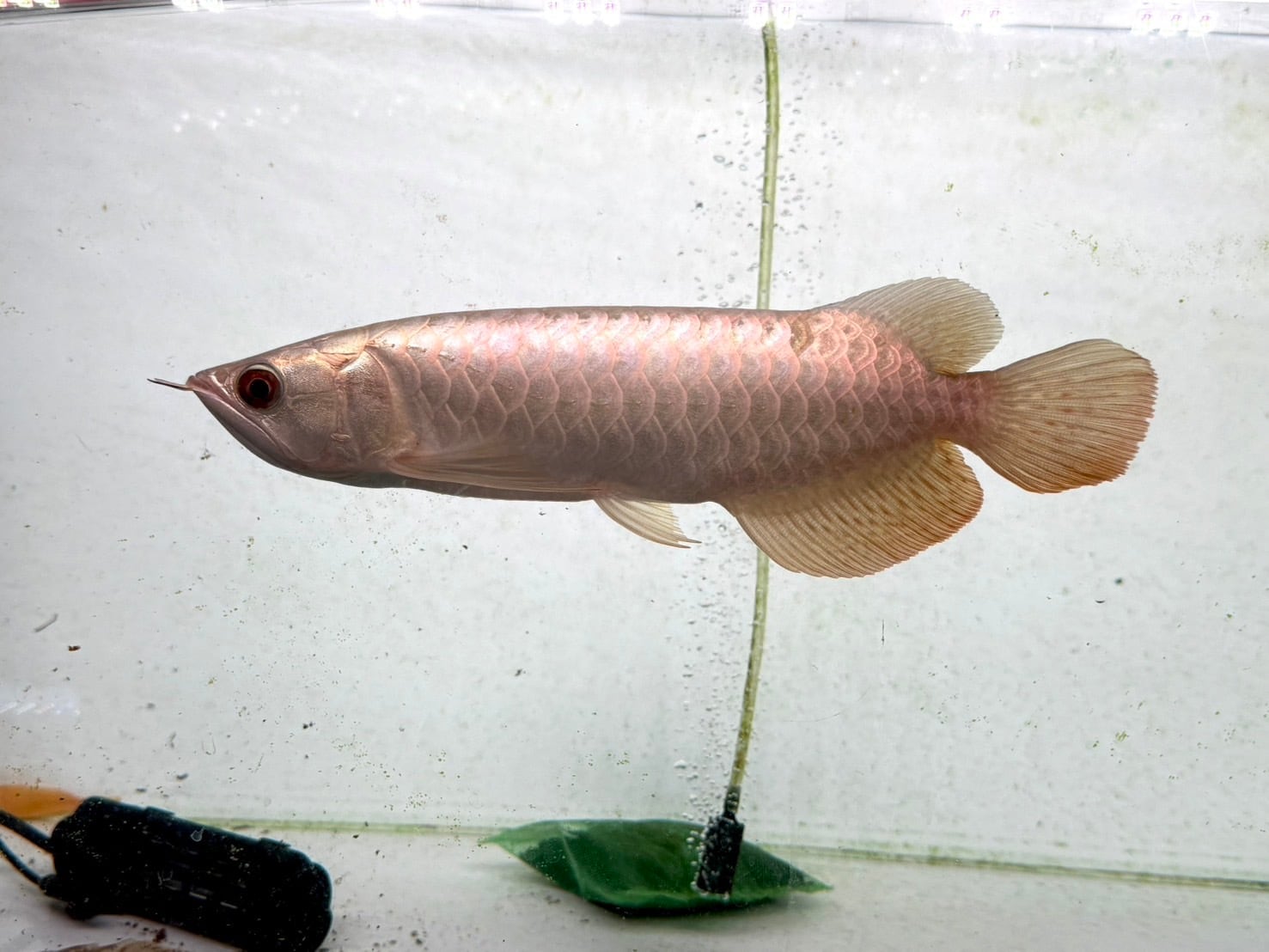 B7①【BILLY-KEN】Po.ウィークシー　２２cm前後　♀　コンゴワイルド　トリートメント済　死着保証あり！ ポリプテルス ウィークシー（ペット・ペットグッズ）の通販