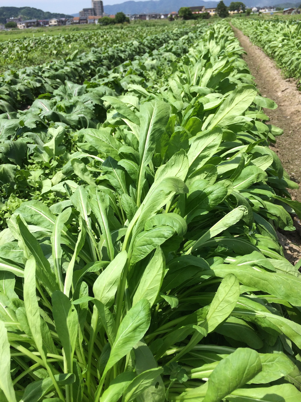 お歳暮特別セットＢ