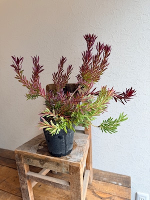 リューカデンドロン チーキー②