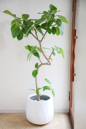 【L】【渋谷区周辺エリア/配送料無料】【162cm】フィカス アルテシマ/Ficus Altissima　※鉢カバー別