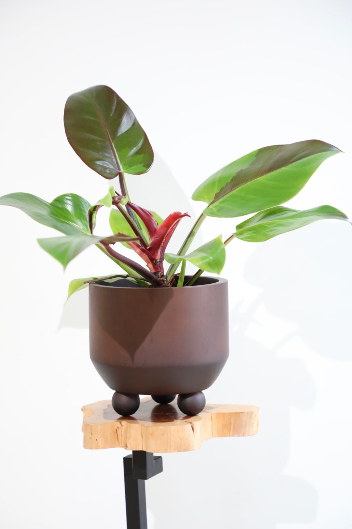 超希少❗️フィロデンドロン　イエローフレーム✨ M】【希少】フィロデンドロン イエローフレーム/ Philodendron