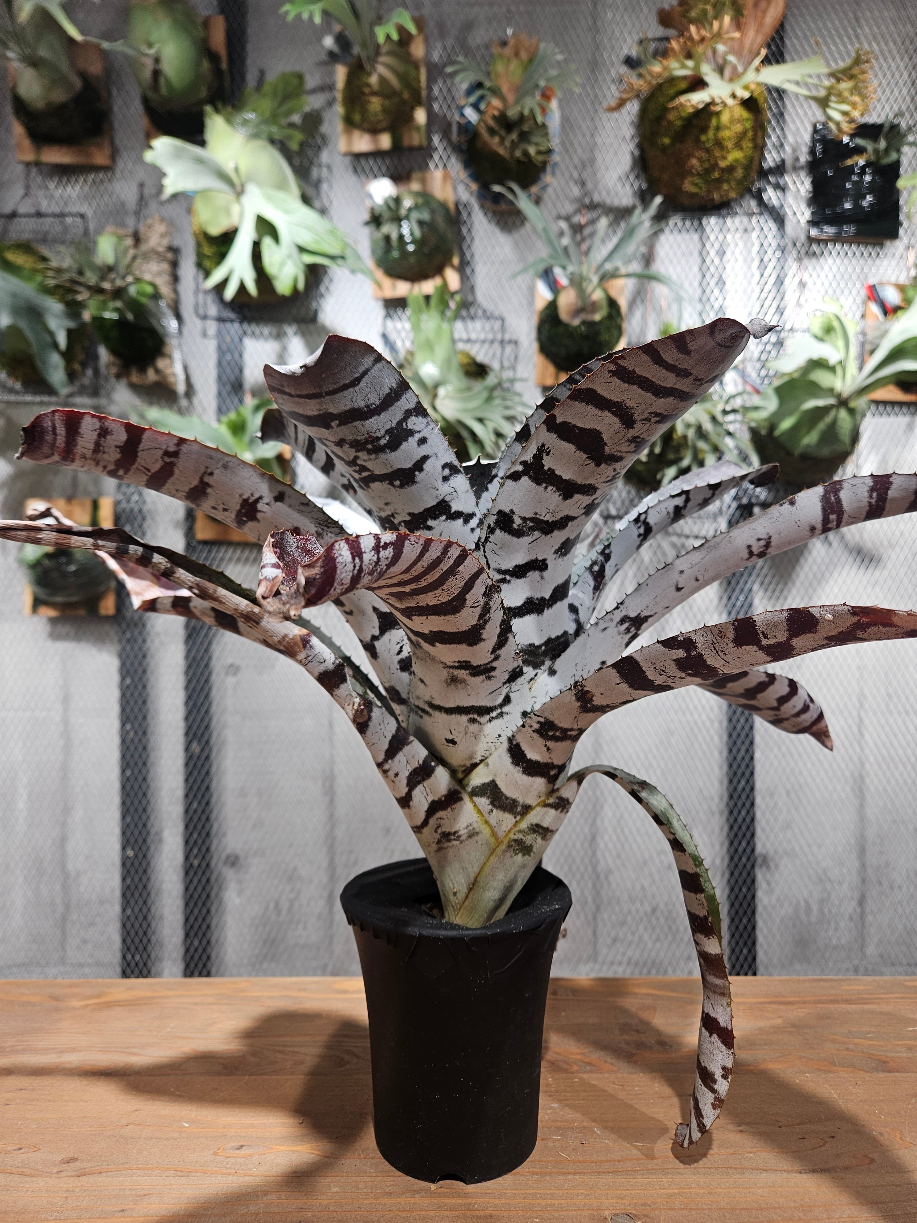 Aechmea chantinii Black Ice 【artPLANTs/PLANTS GARAGE 】エクメア