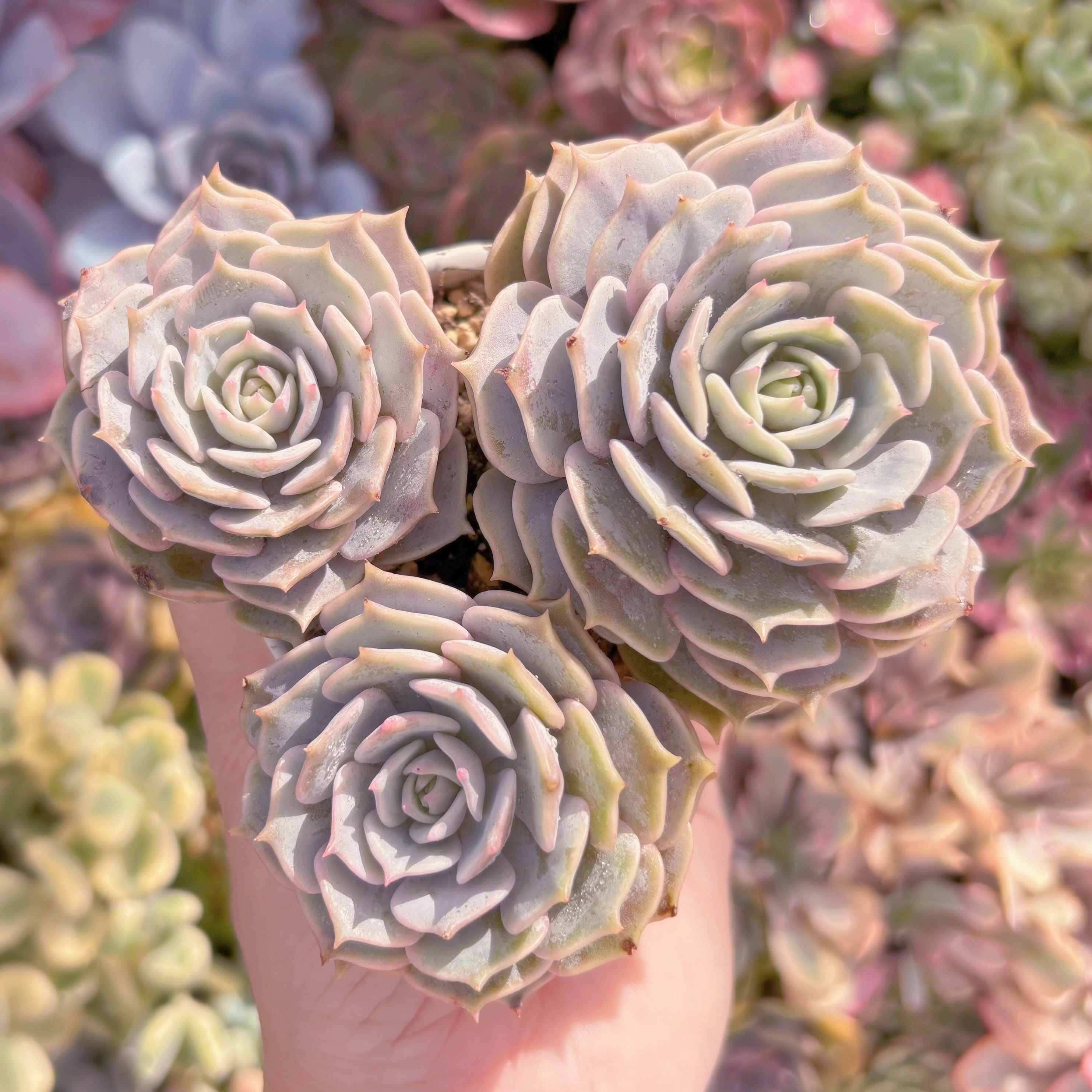 現品　ローラ#622　群生　新入荷　るる農園